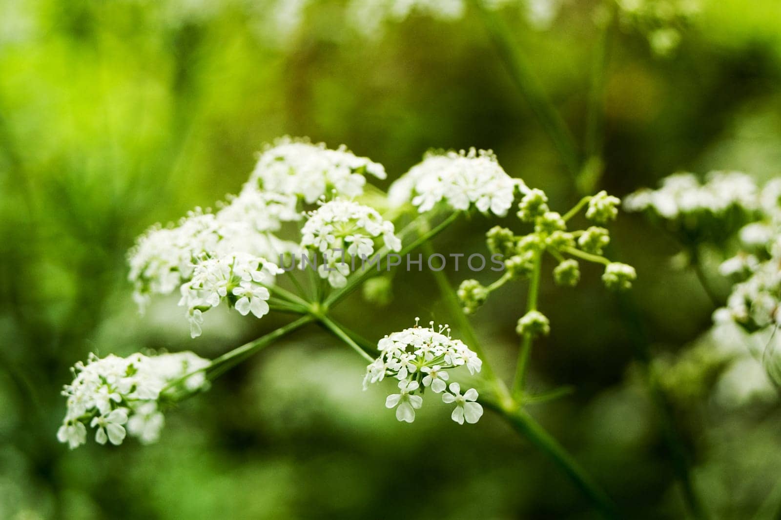 Yarrow