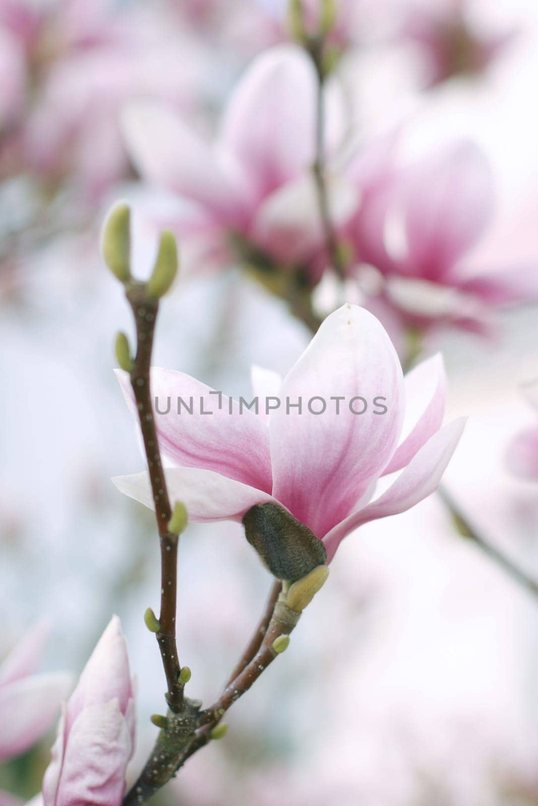pink flower