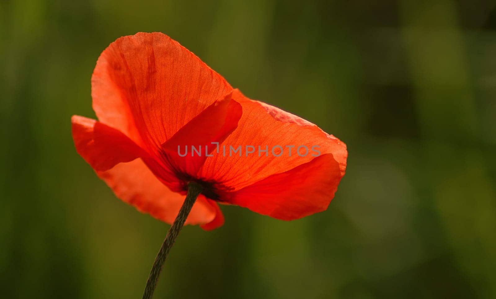 Unfortunately,I can't get past any poppies....