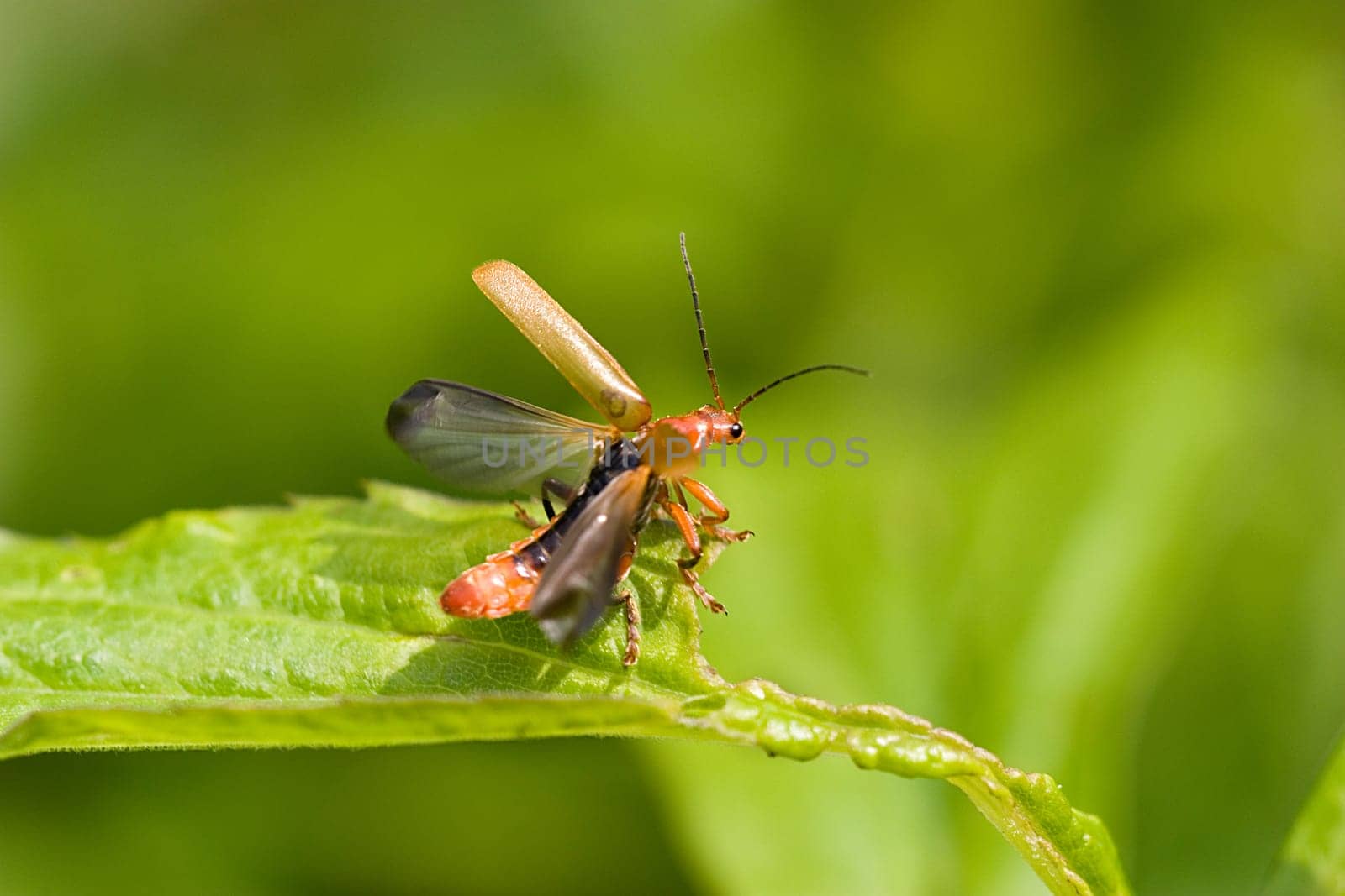 brown soft beetle on take-off