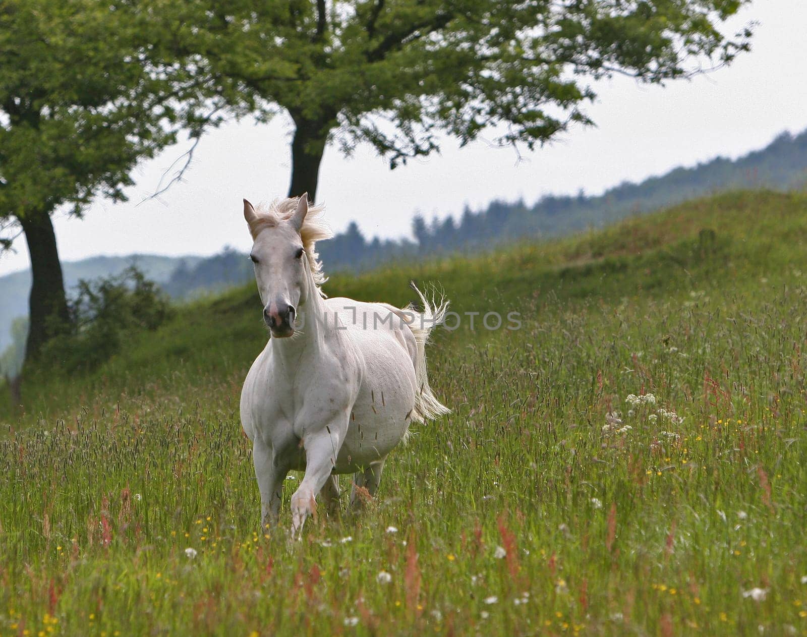 "Cheyenne "" At the suggestion something taken away on the left :-)"