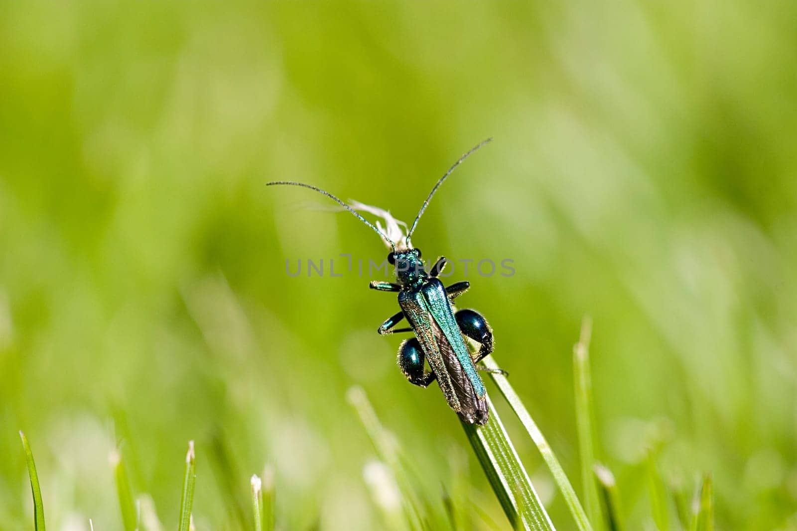 False longhorn beetle