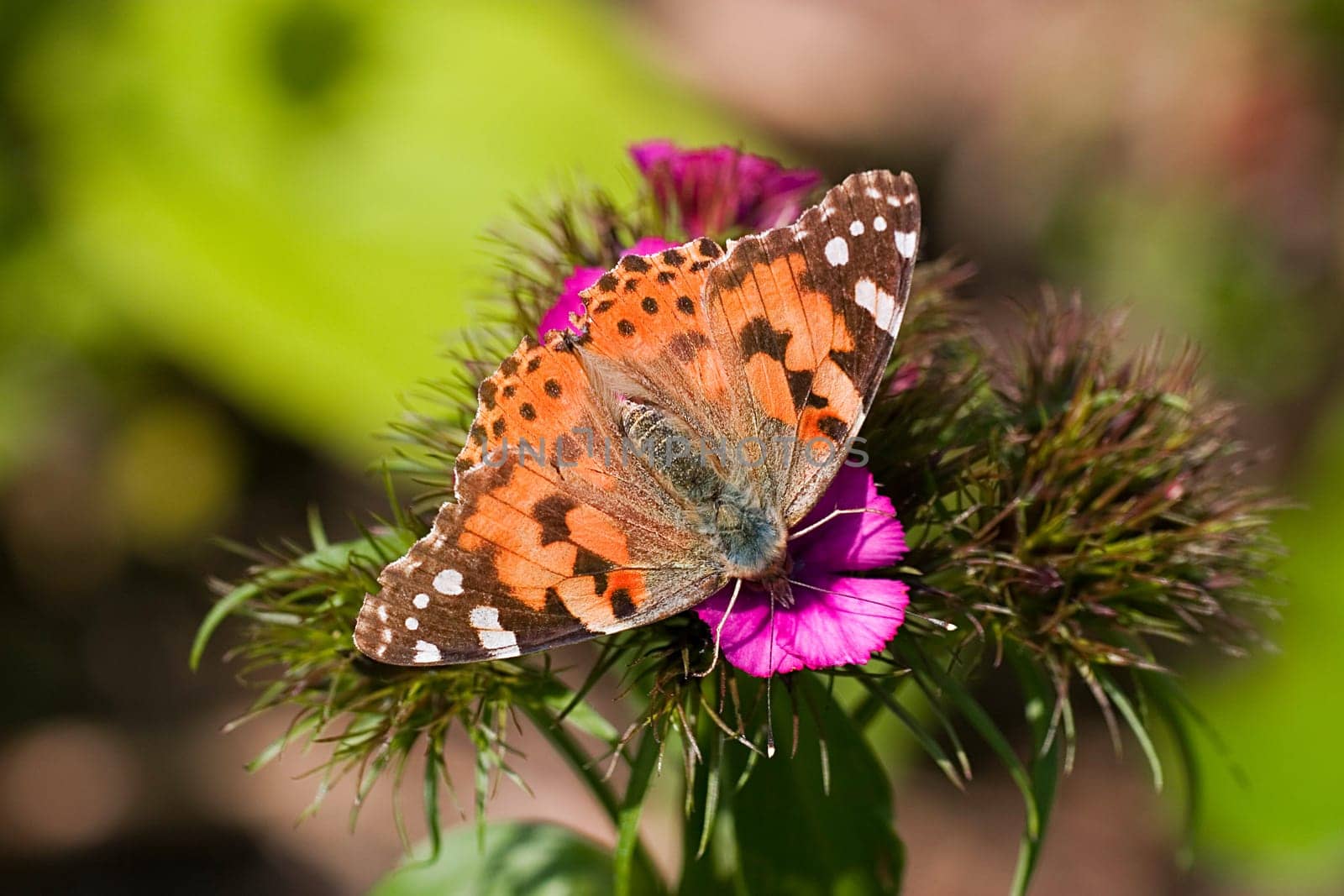 Thistle butterflies on bearded carnation