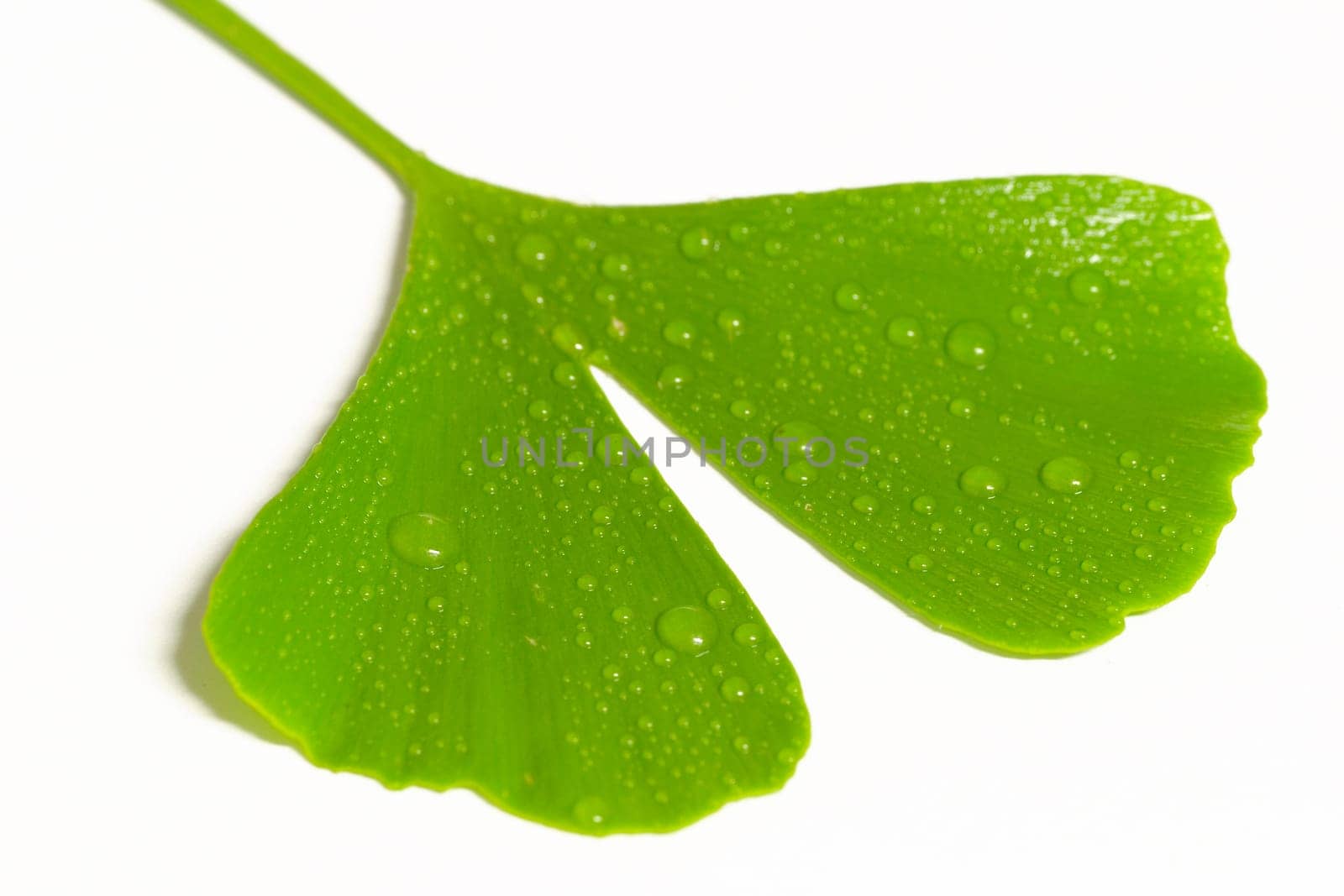 Ginkgo Leaf 4