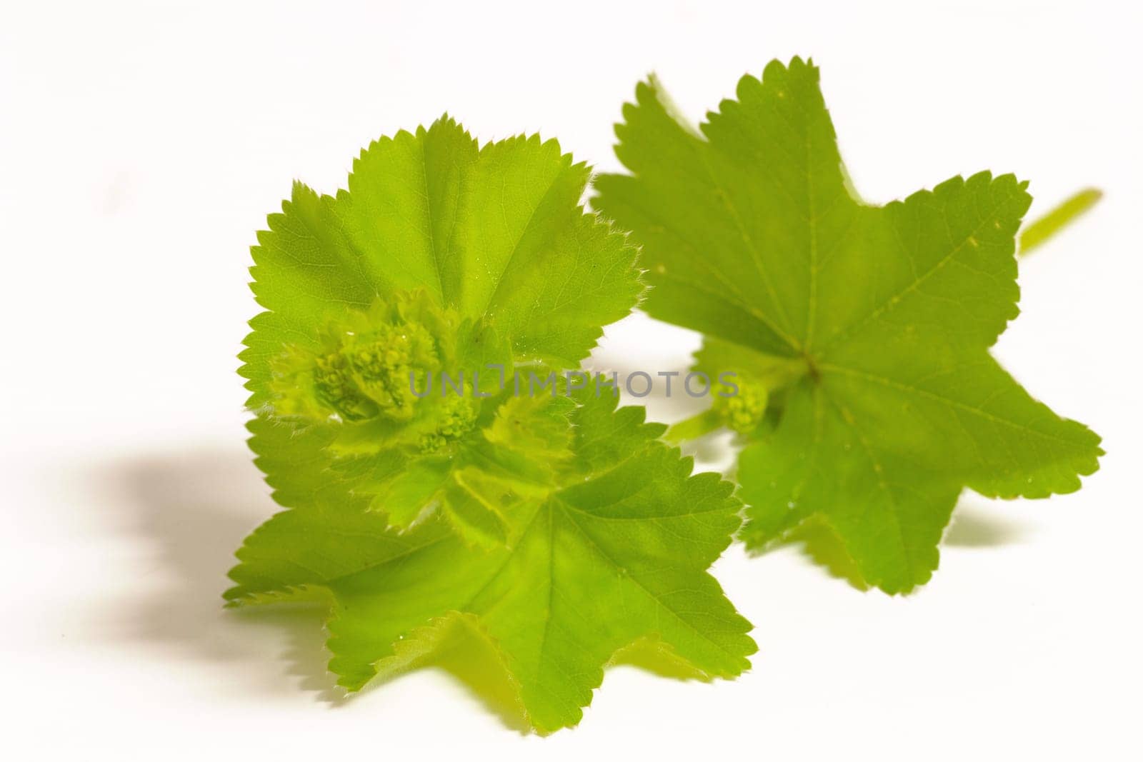 Lady's mantle