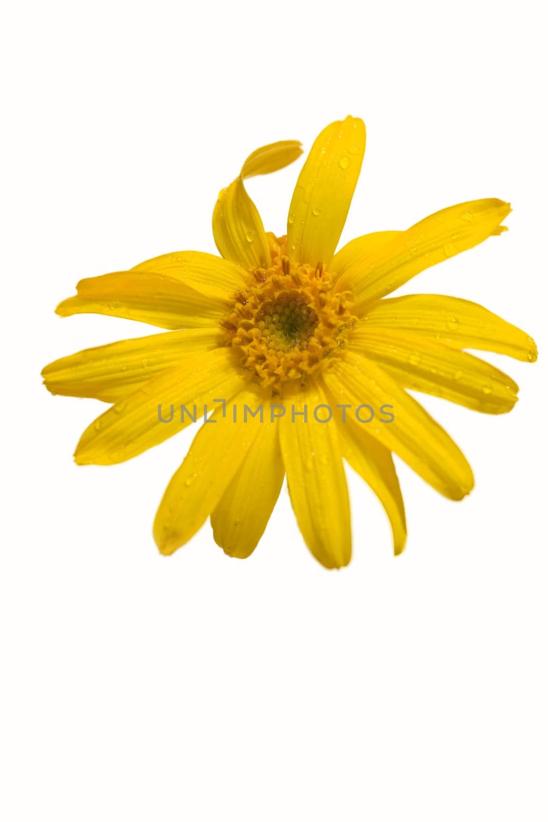 Arnica flower exempted