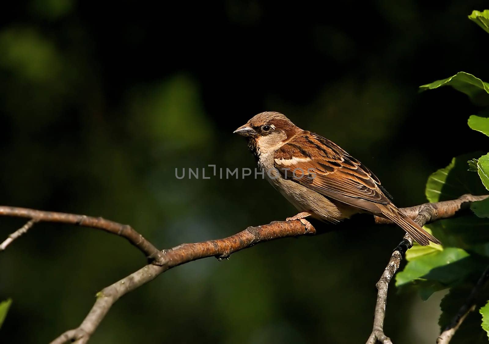 Male