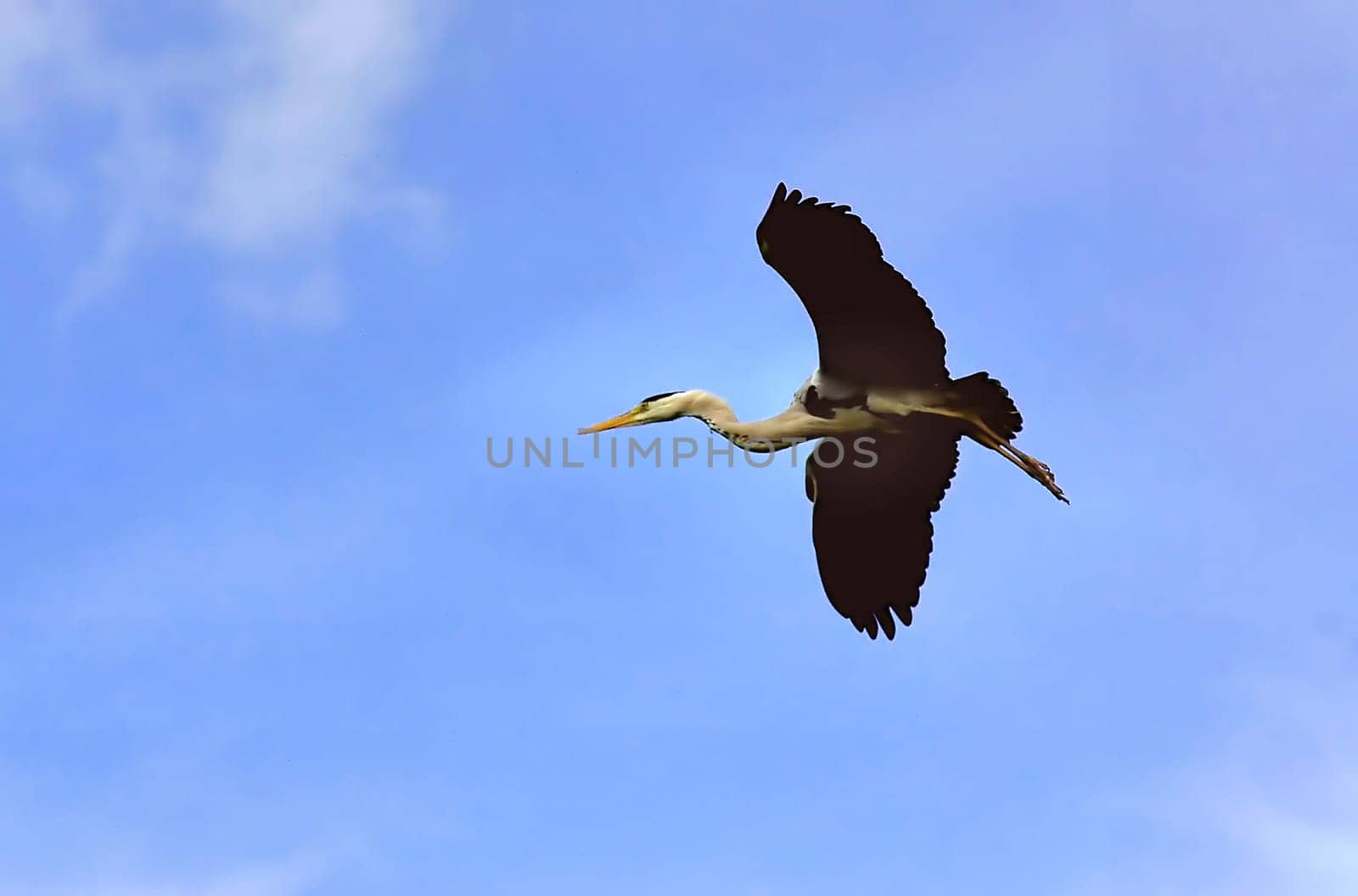 Flight Study