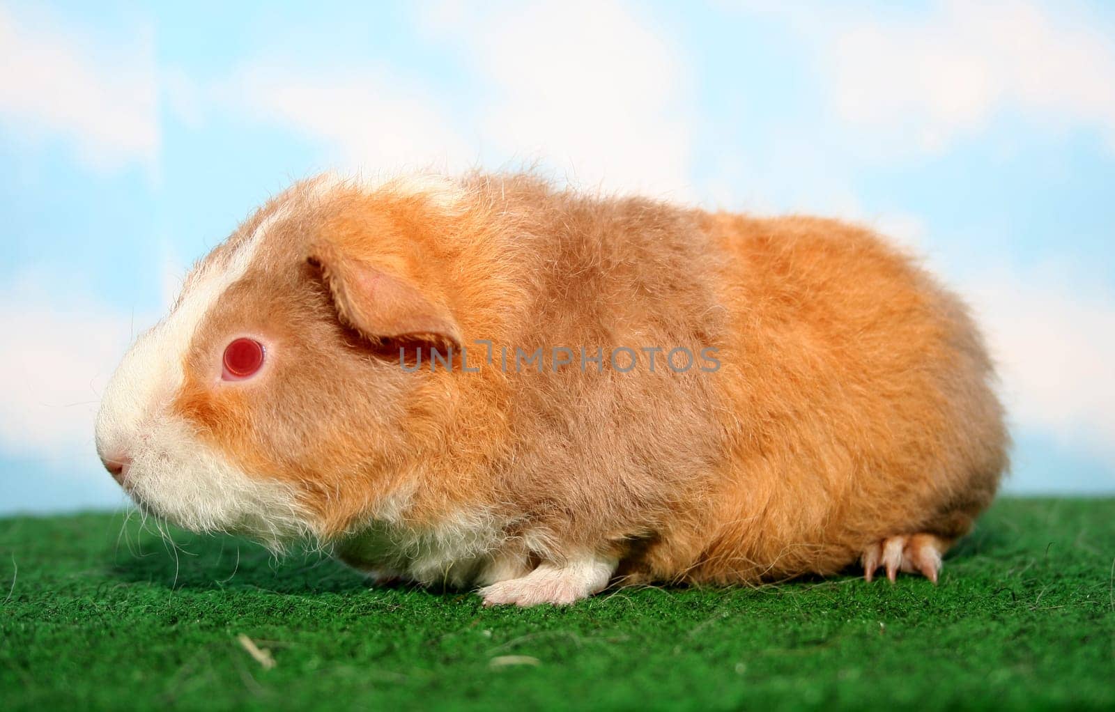 U.S. guinea pig - baby without a name