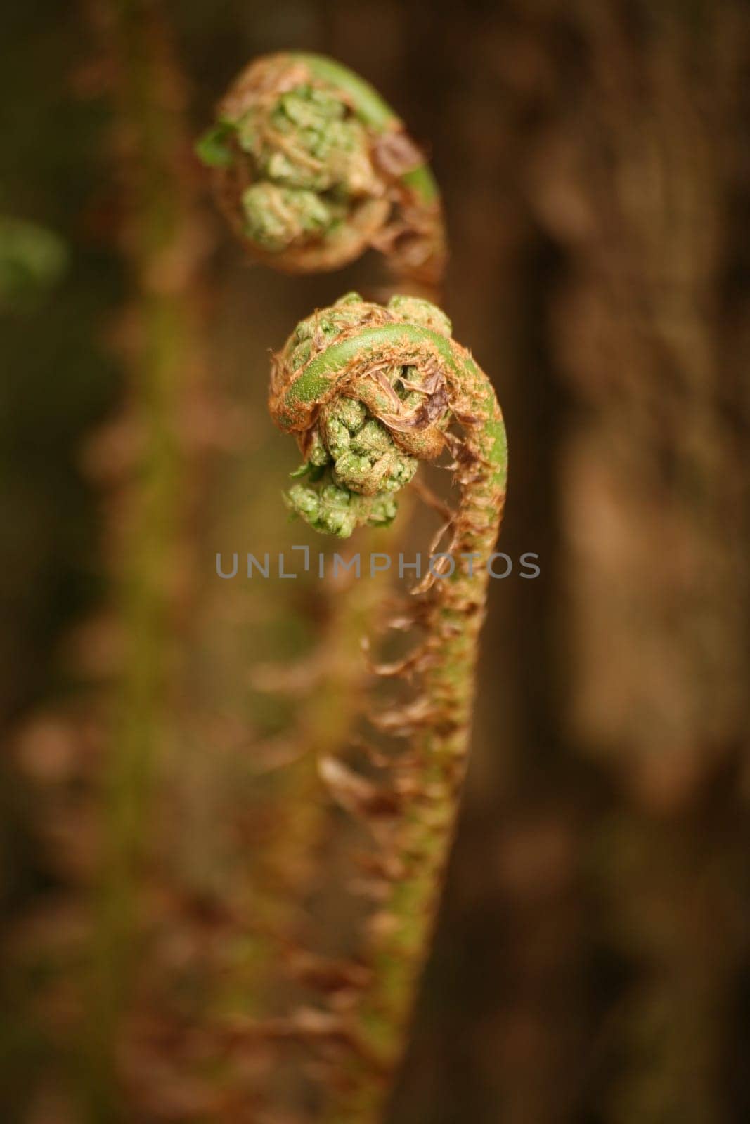 Shortly before the unfolding
