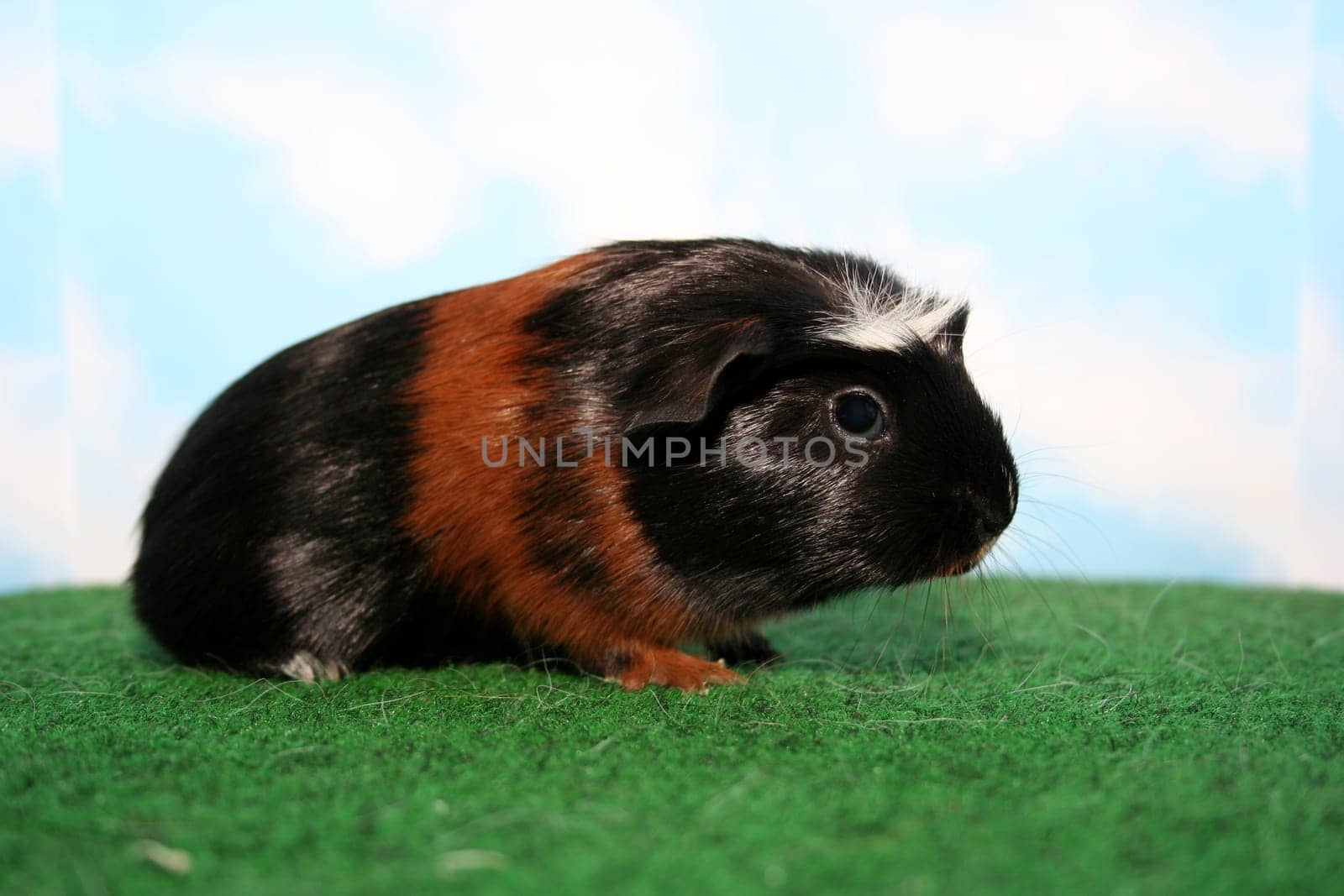 Crested Guinea Pig - Kalli