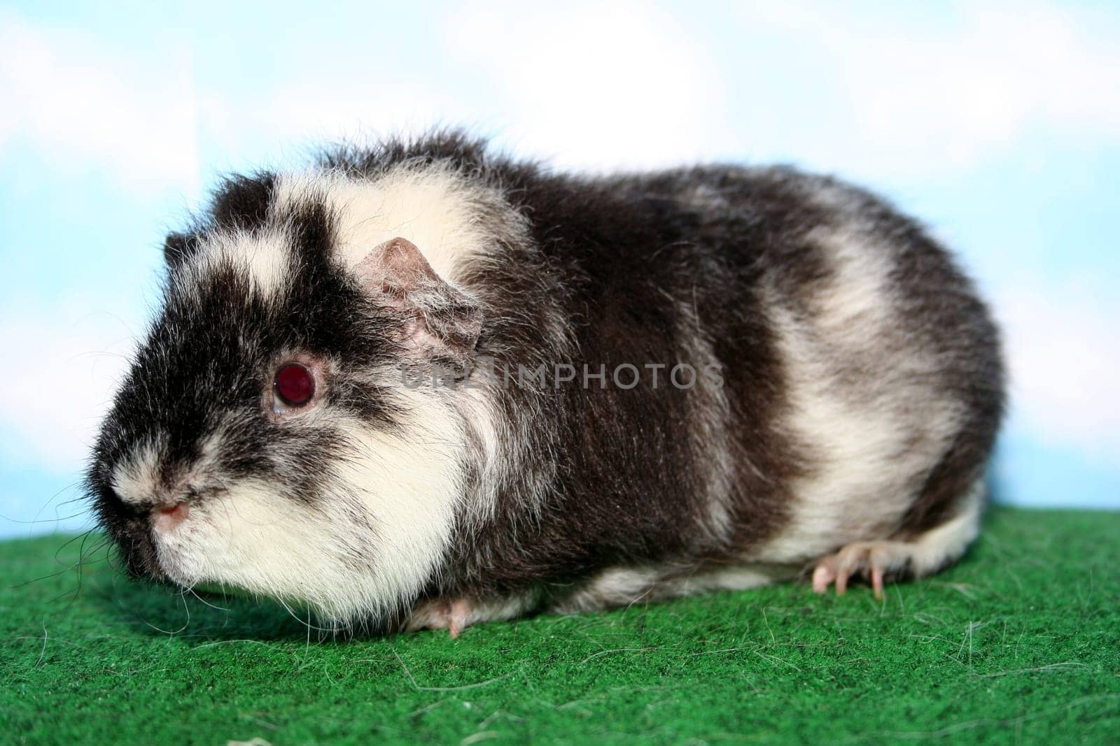U.S. guinea pig - Nepumuk
