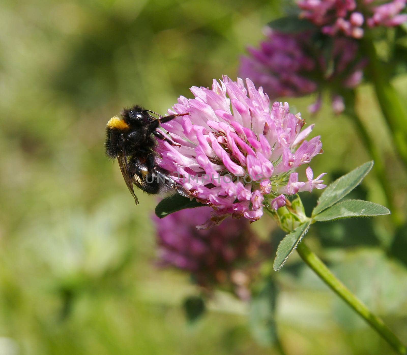 hummel at work