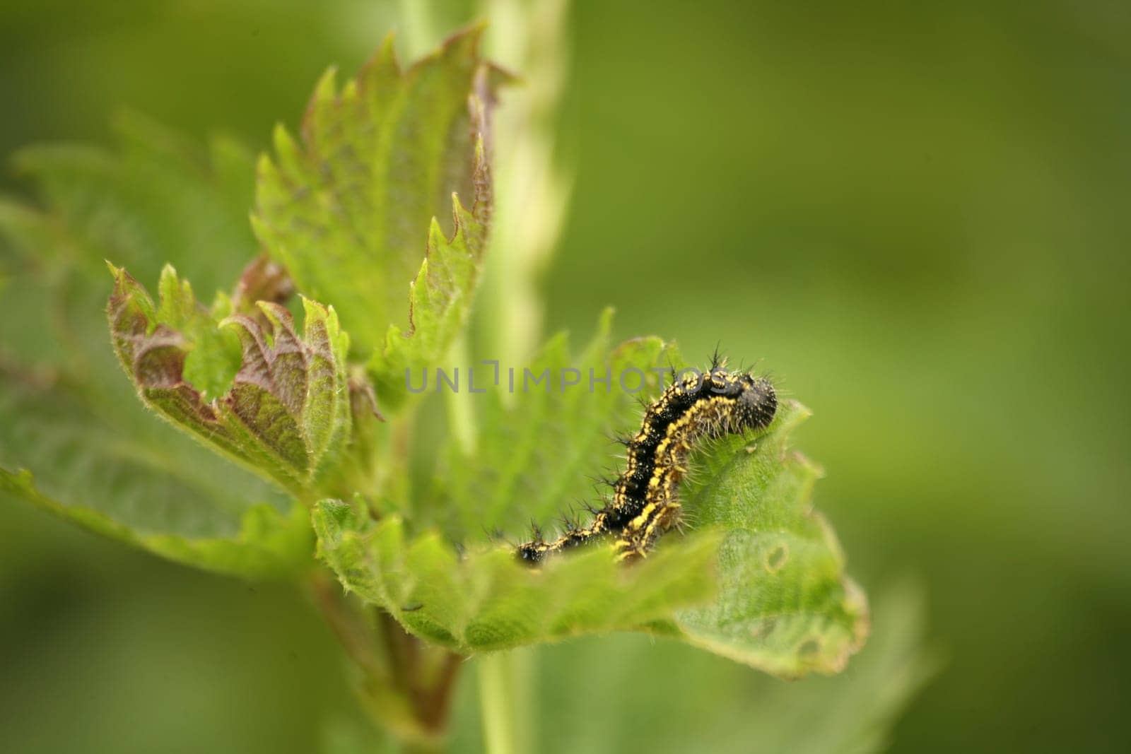 Caterpillar of the Lesser Fuche