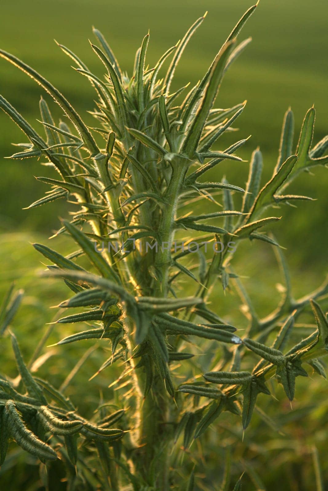 Big thistle in backlight