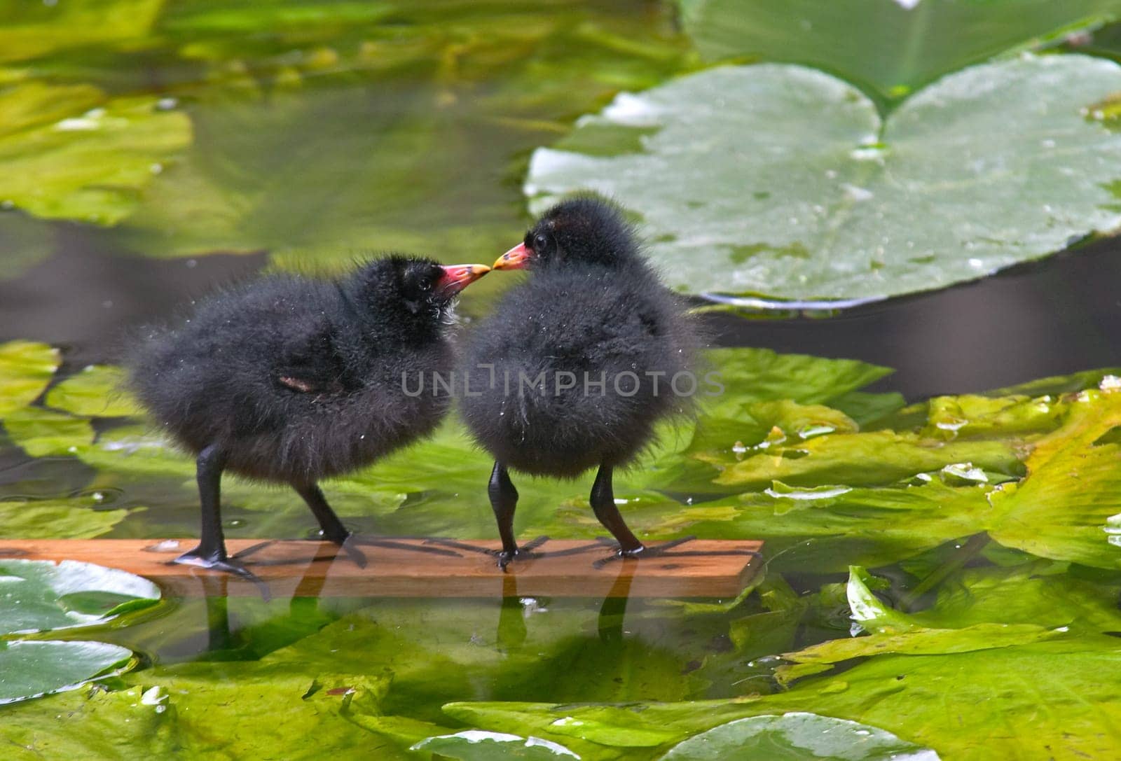 the first kiss