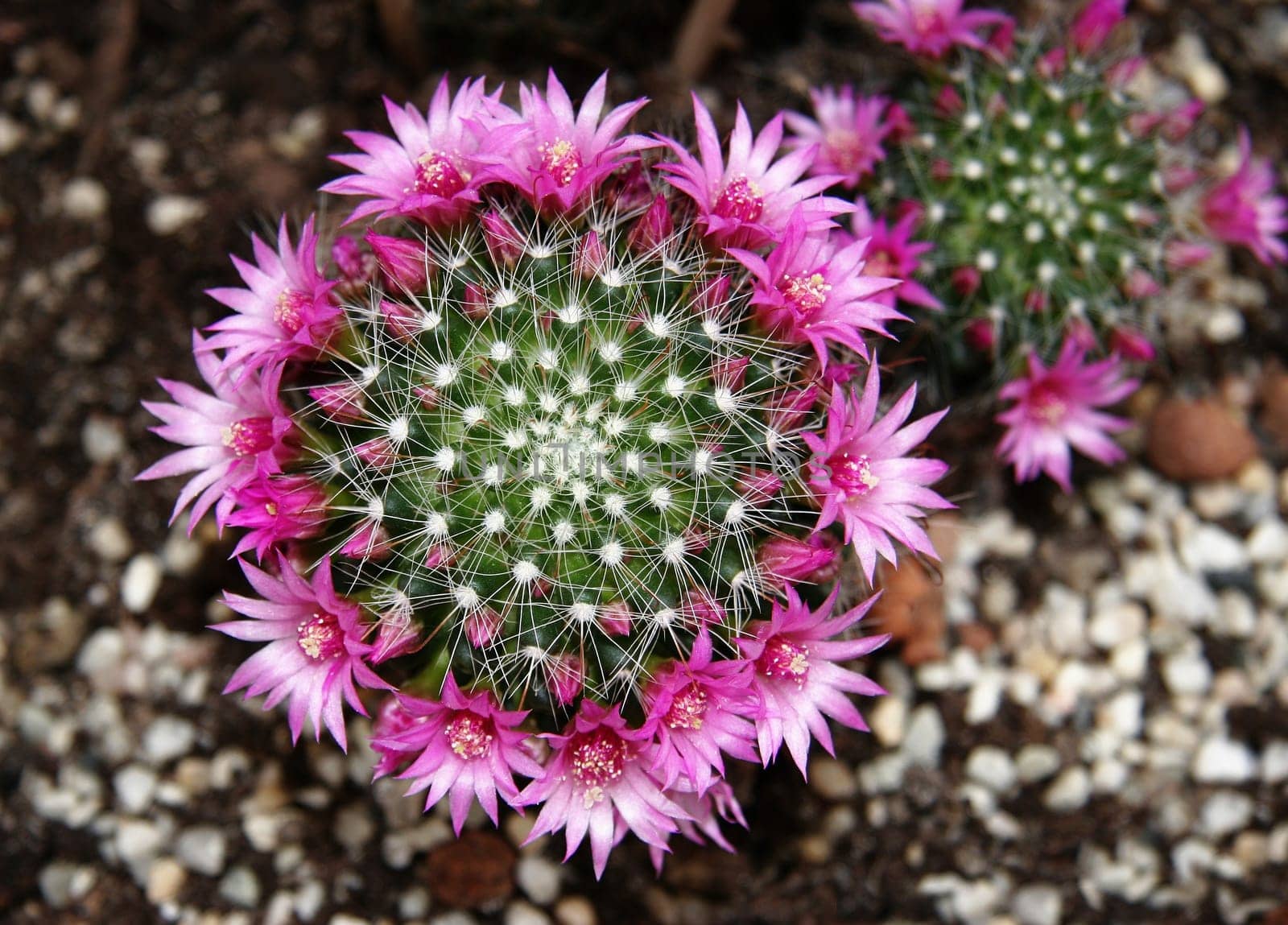Cactus flowers