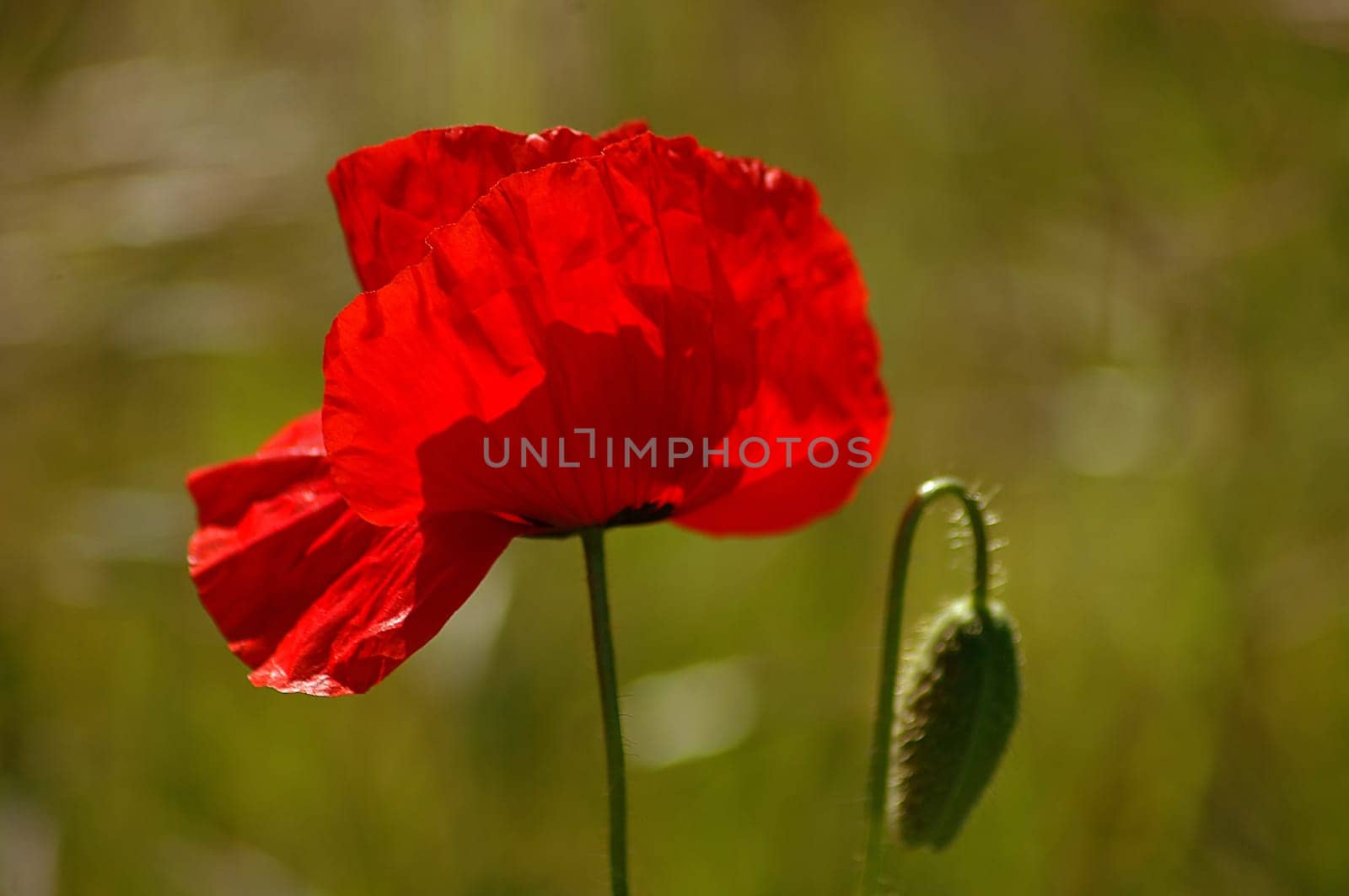 In the Light 1