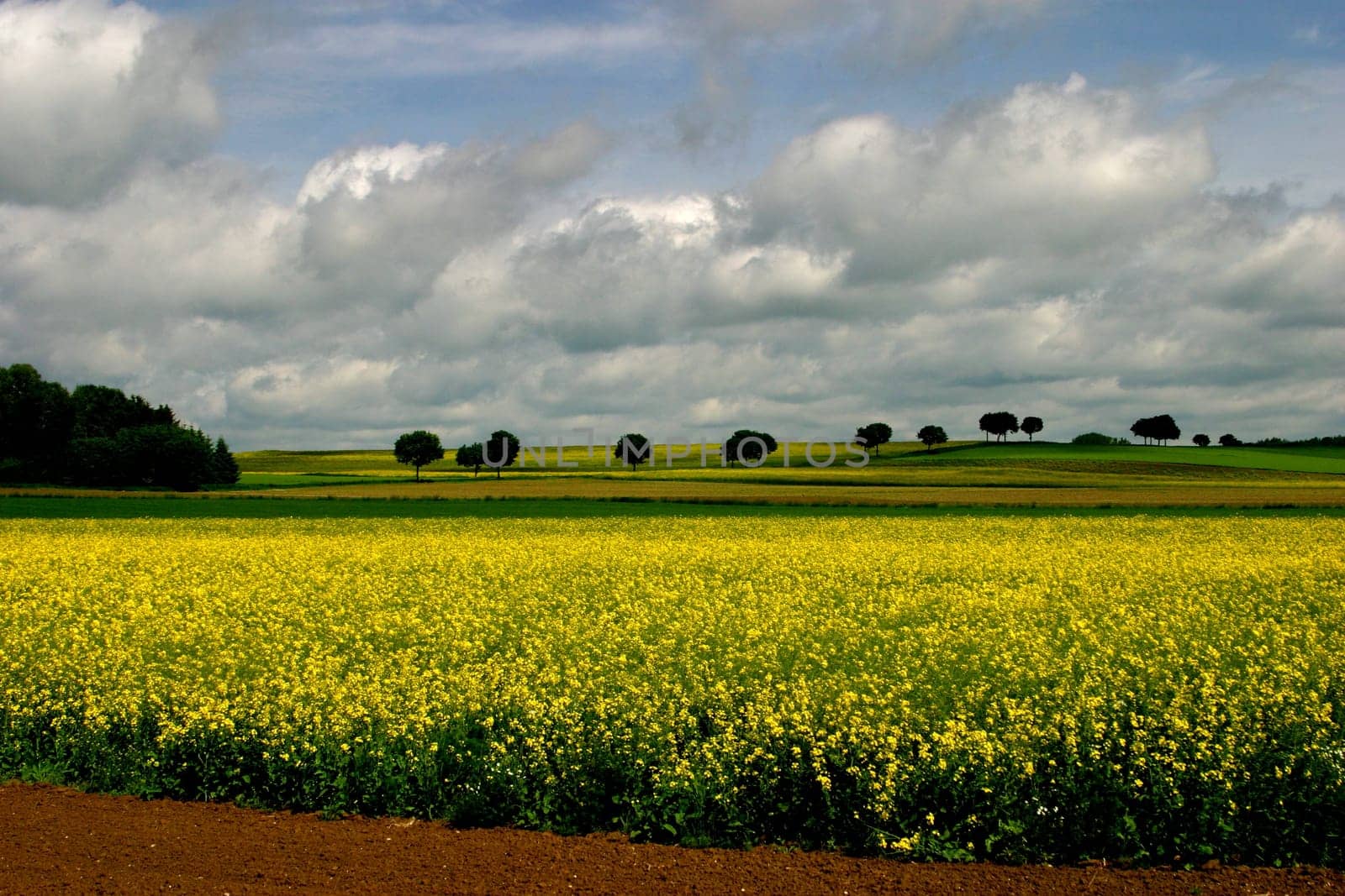 Rapeseed fields