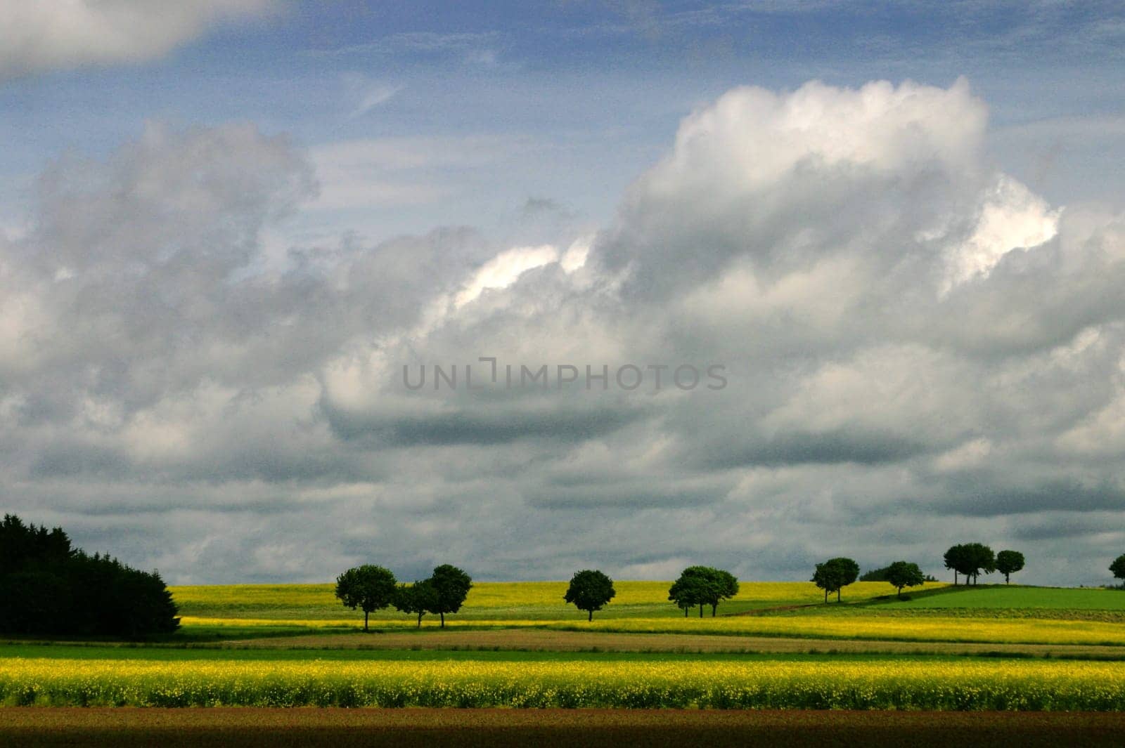 Rapeseed landscape