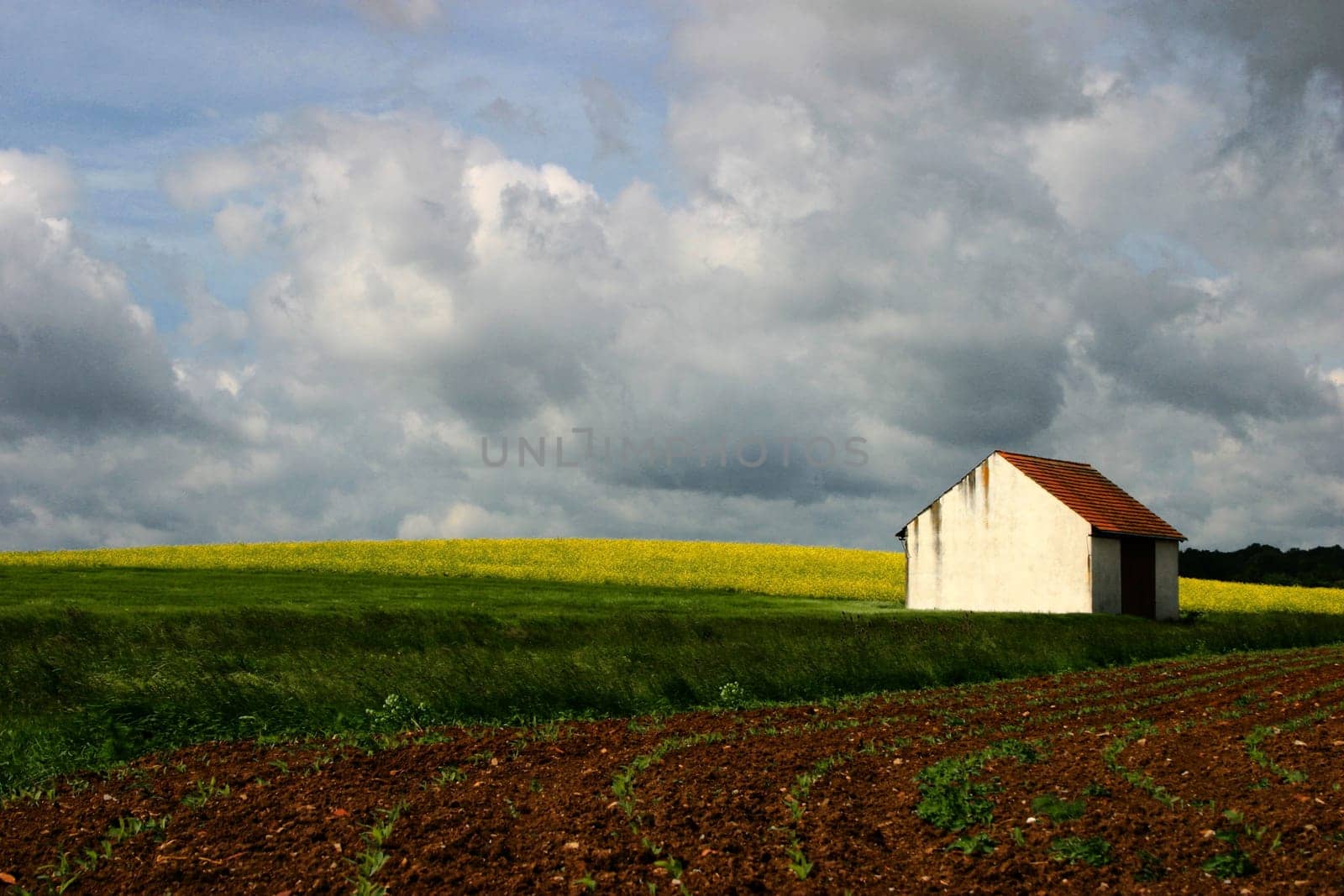 House of rapeseed