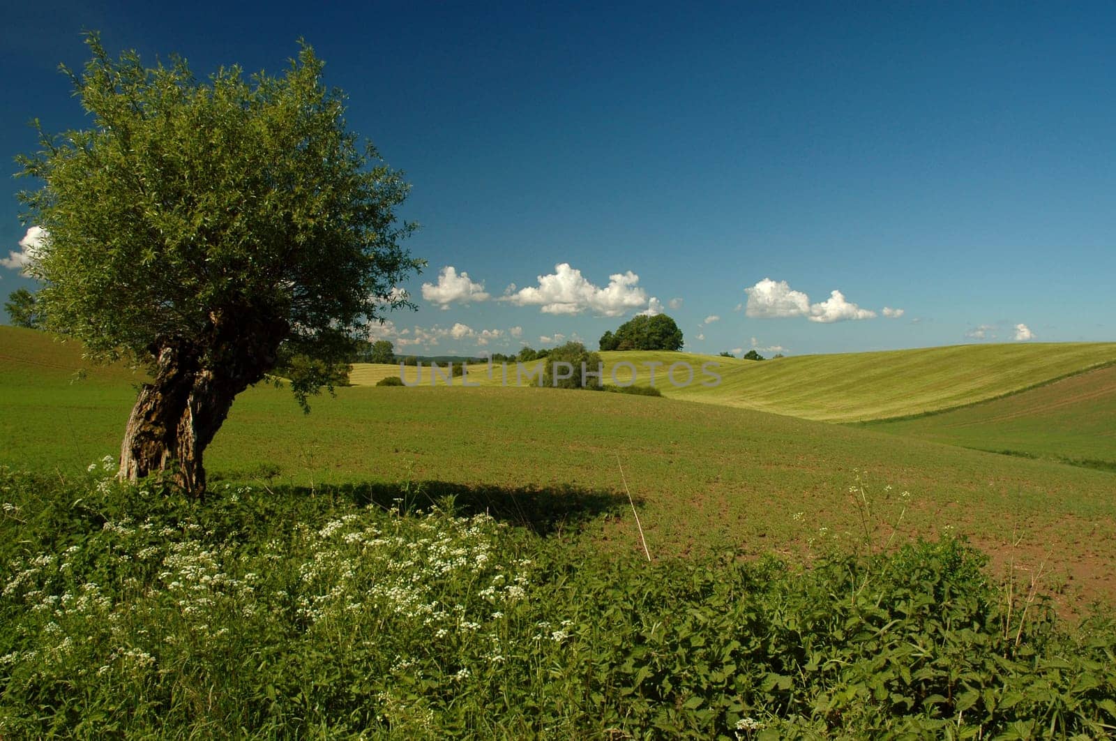 I think today summer has arrived everywhere....!