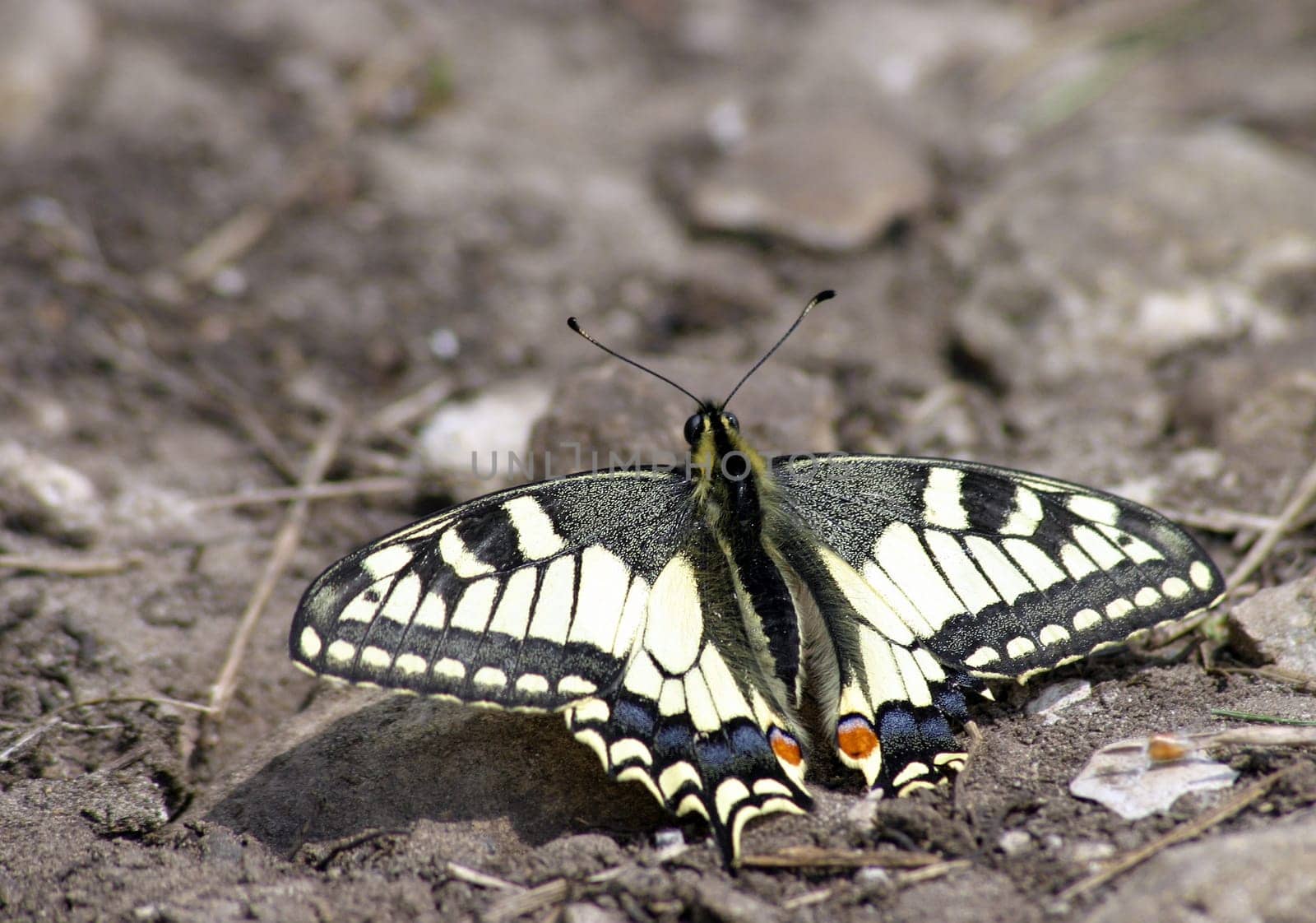 The largest and most conspicuous butterfly in the German-speaking world has a wingspan of up to 7.5 centimeters. It is yellow and black patterned with a blue band and red eyespot on the tail of the hind wing. The long hair of the Vorder