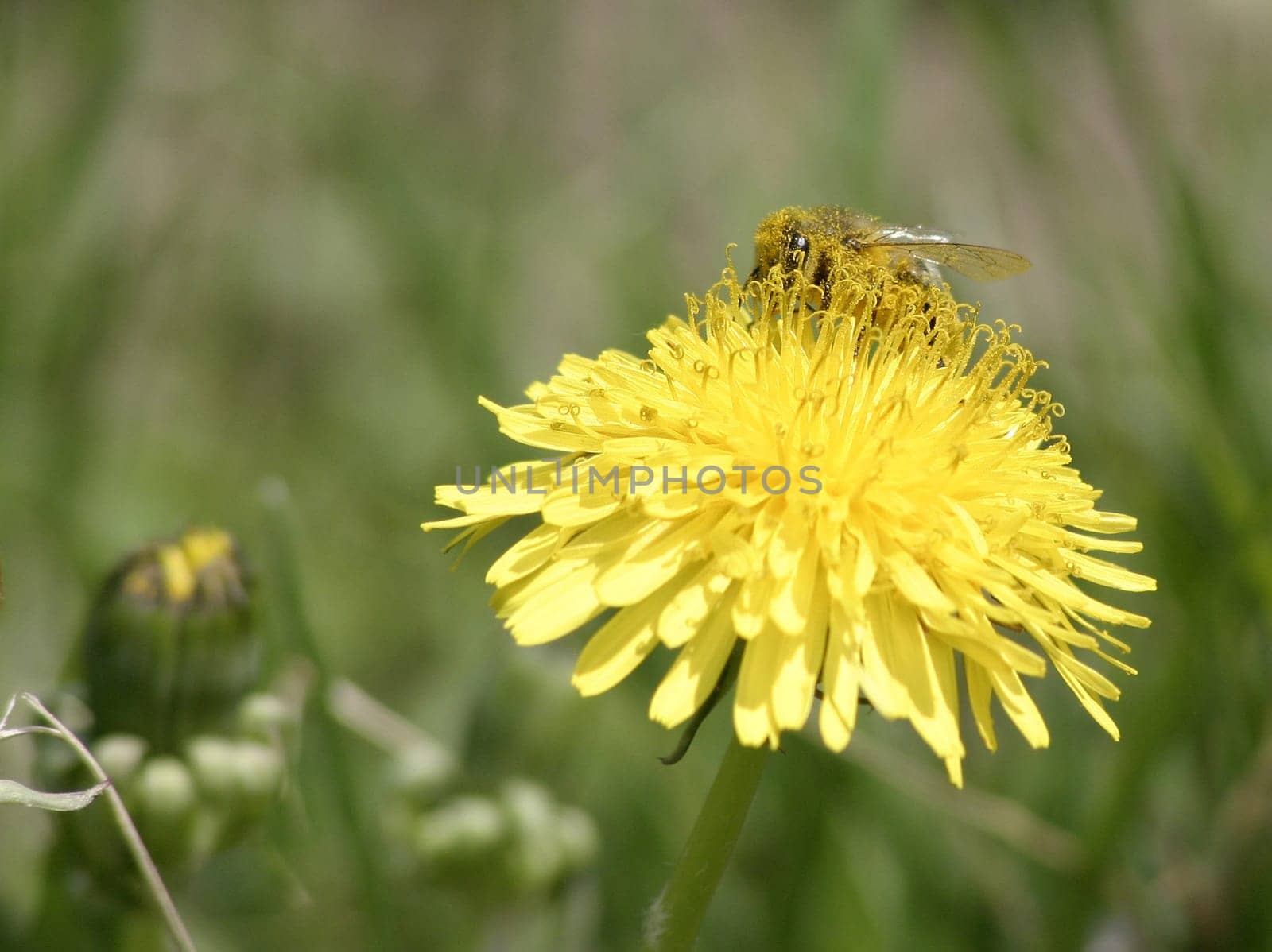 Dusty bee