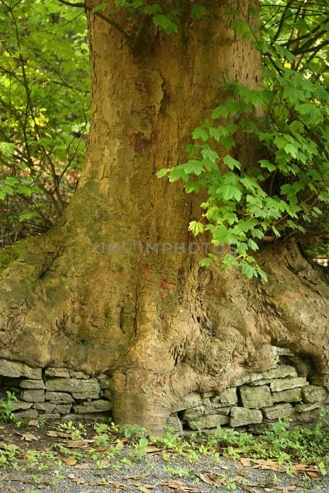 ... or overgrown