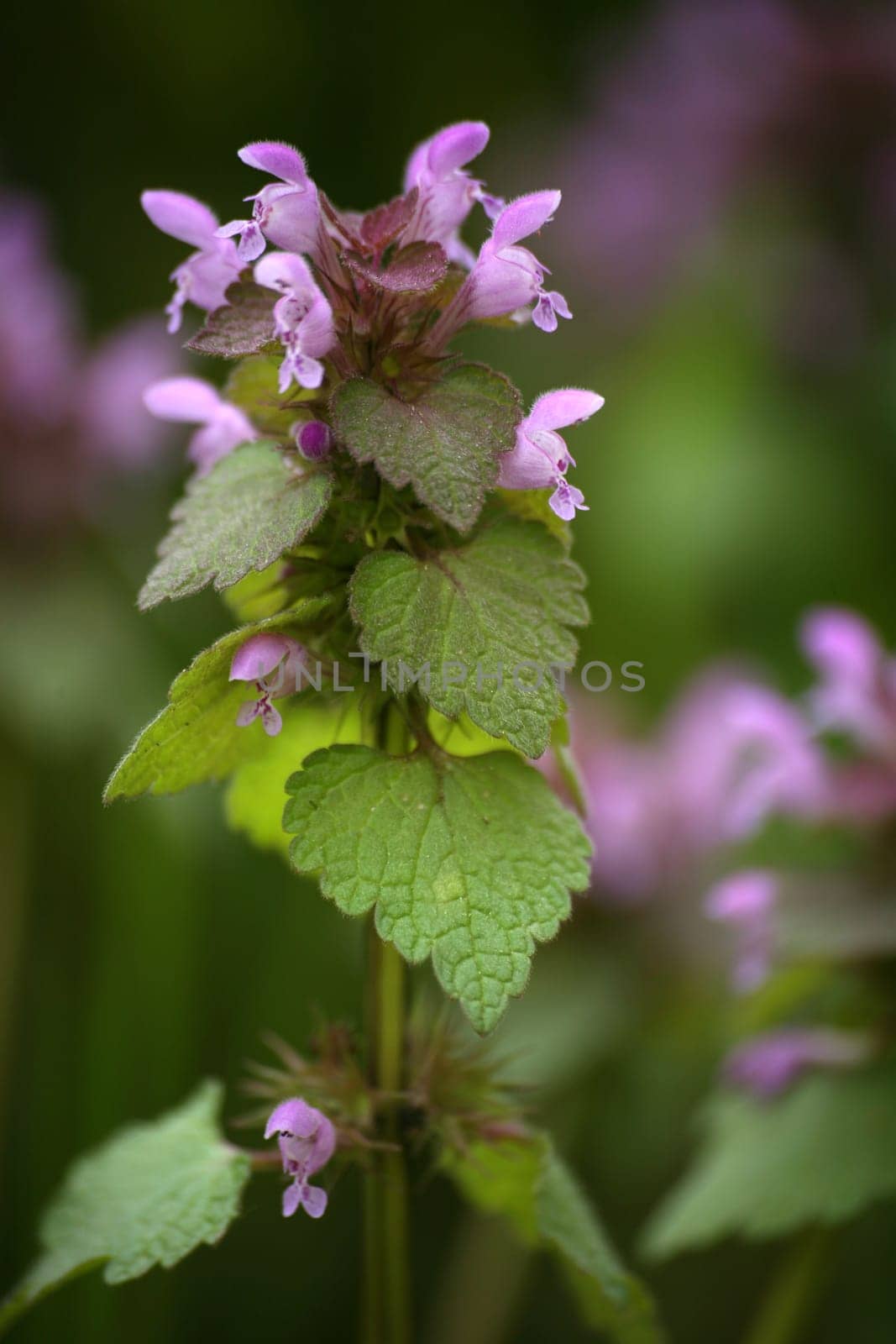 Purple flowers
