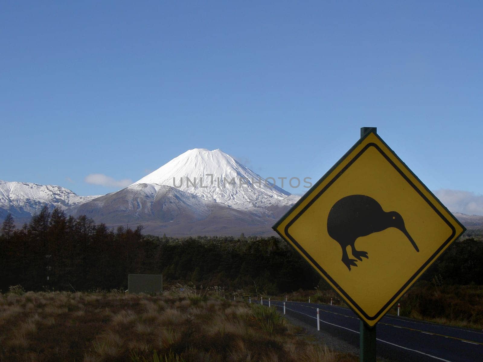Attention kiwis