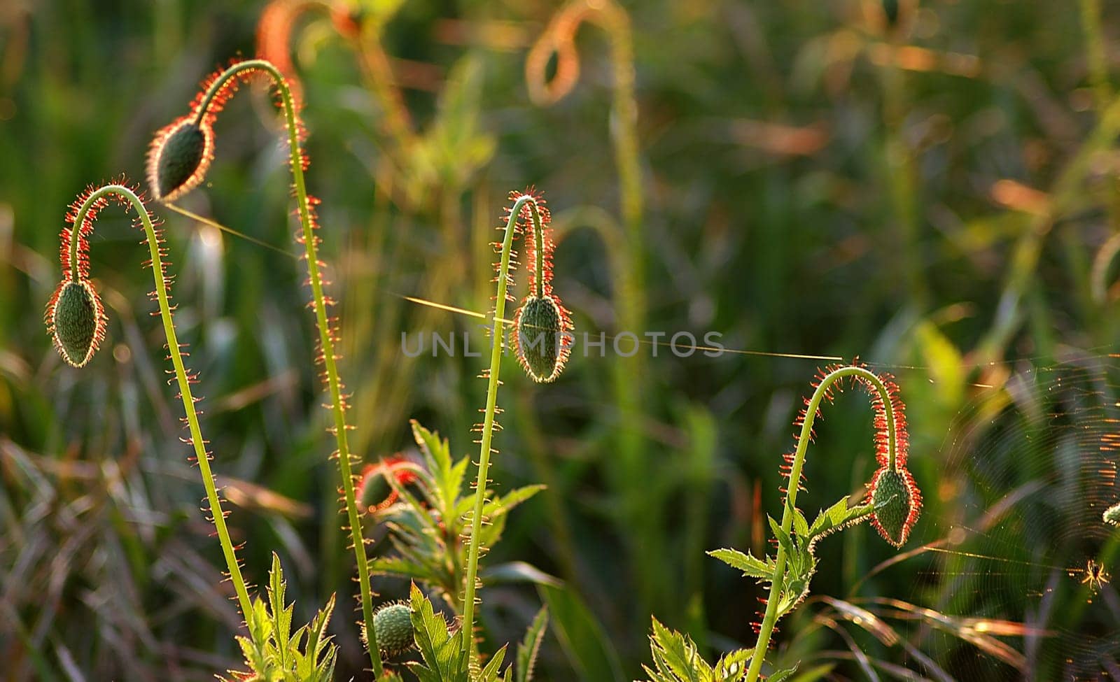 In the evening light
