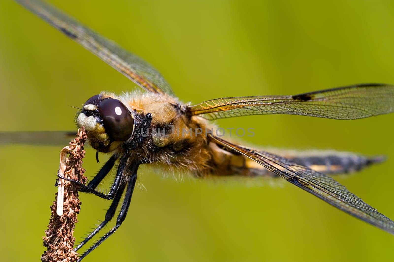 I named him "Bruno"" because he is so cozy and good-natured. He always sits on his cattail and is hardly interested in whether I handle the camera. He lets me get to within 15 cm. I find very nice dragonfly :-"