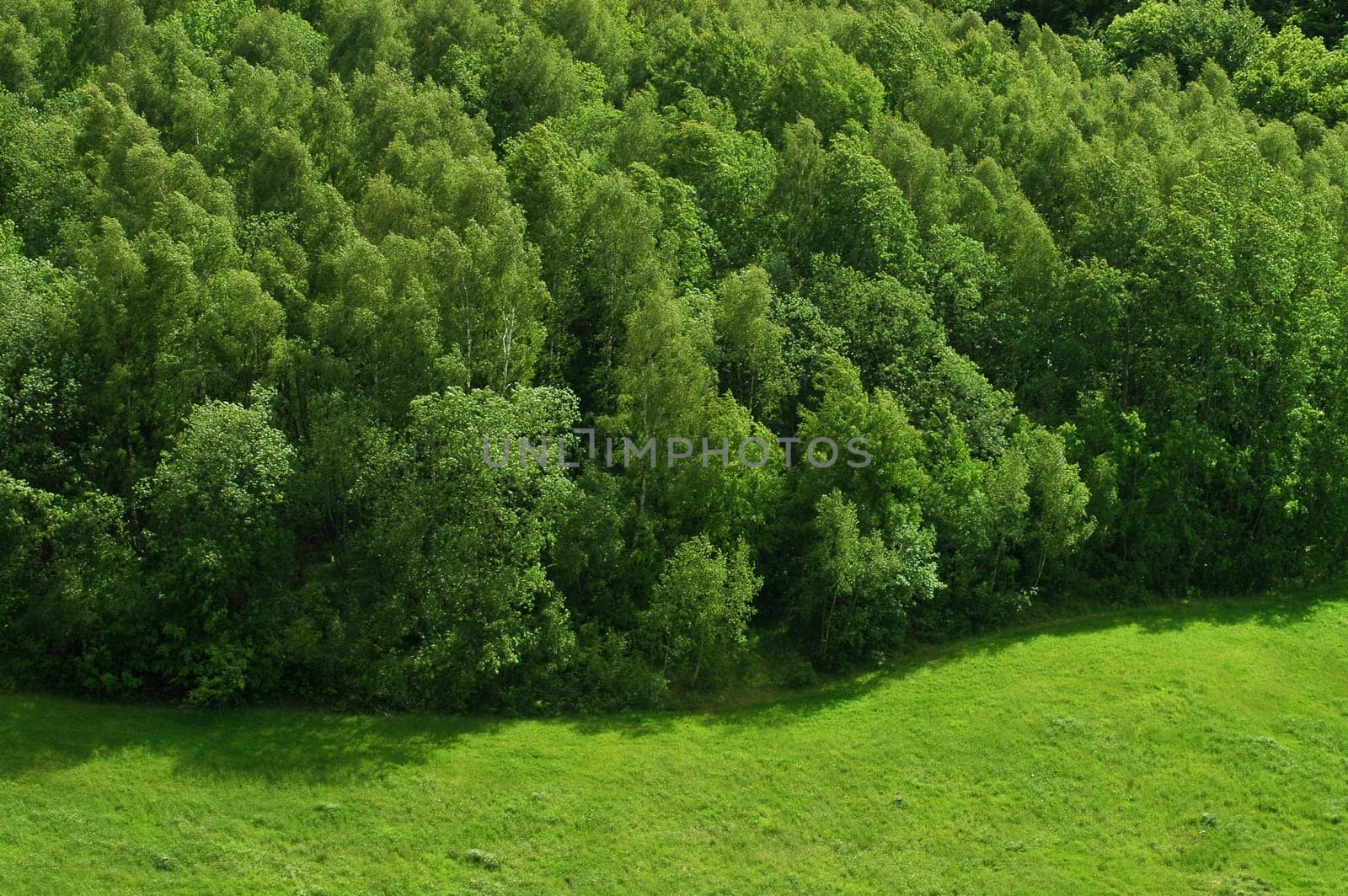 The tree line