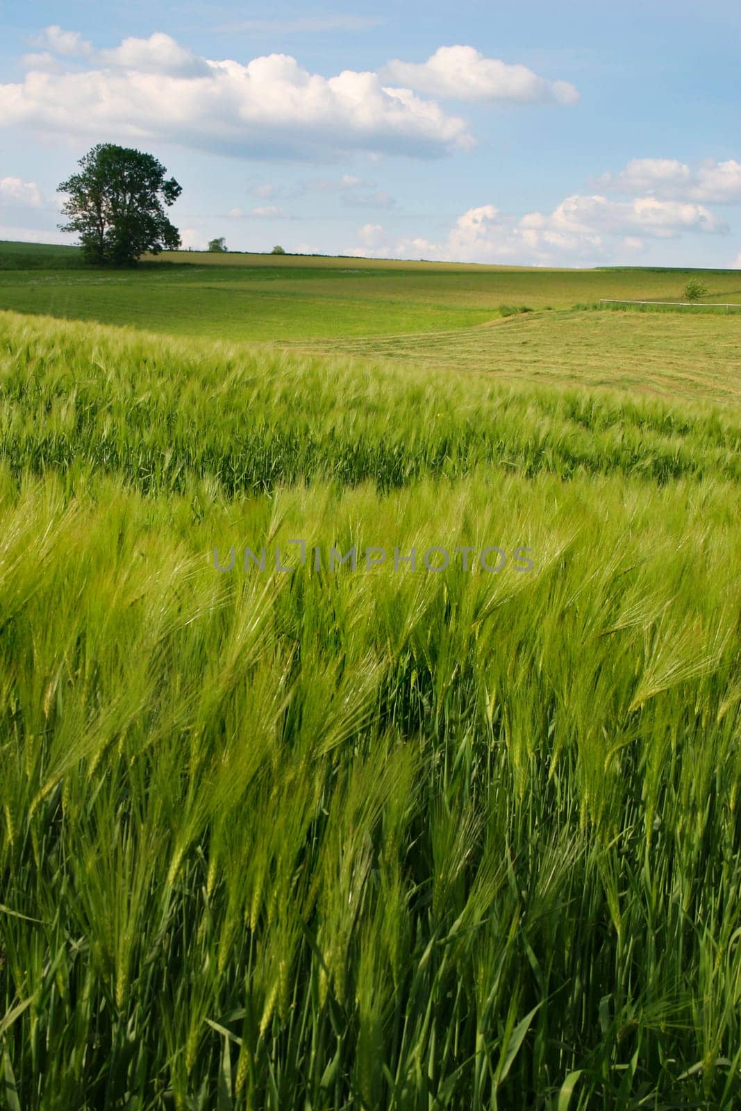 Barley field