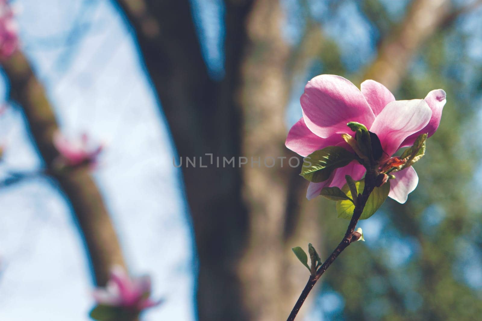 Magnolia
