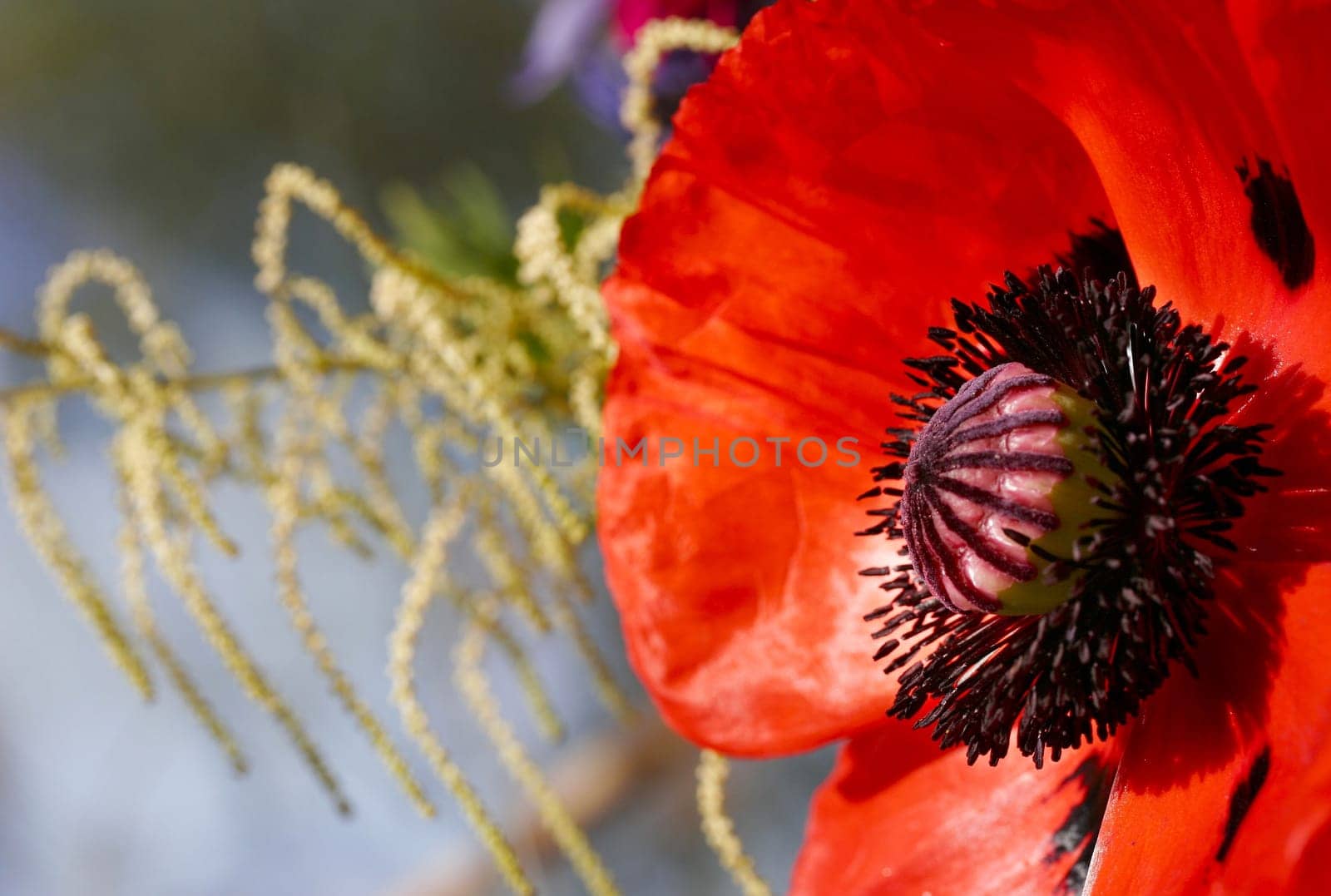 Corn poppy