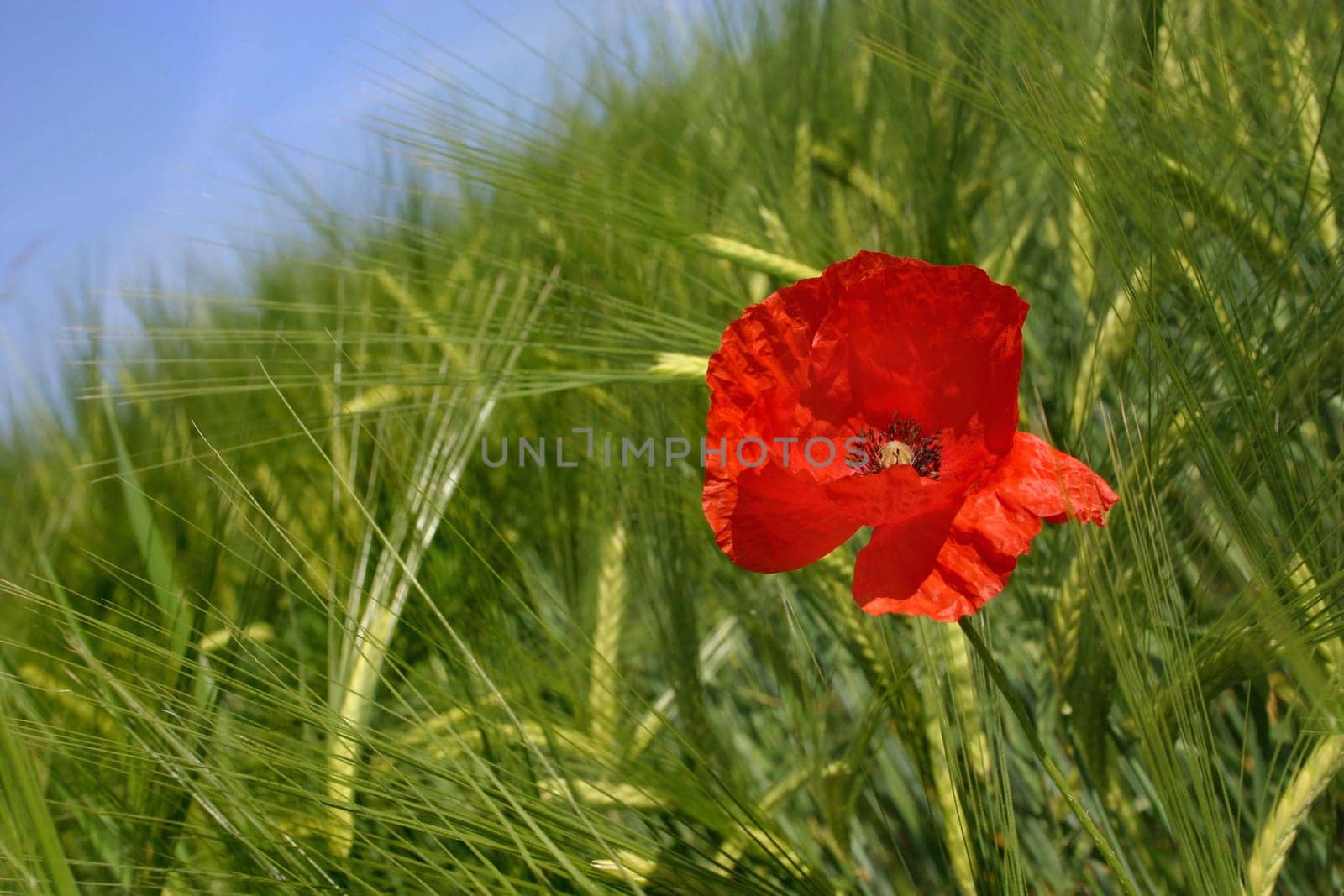 Poppy in the grain field