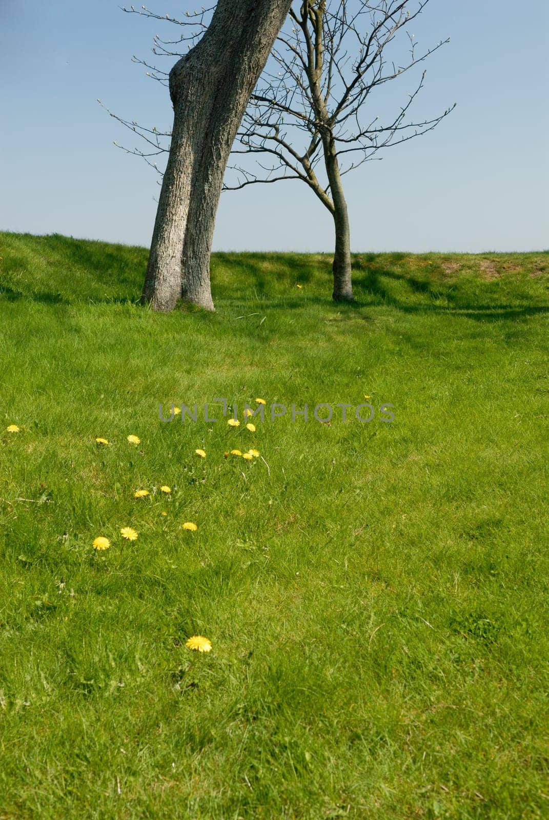 Detail of a green meadow on the island of Sylt,Germany