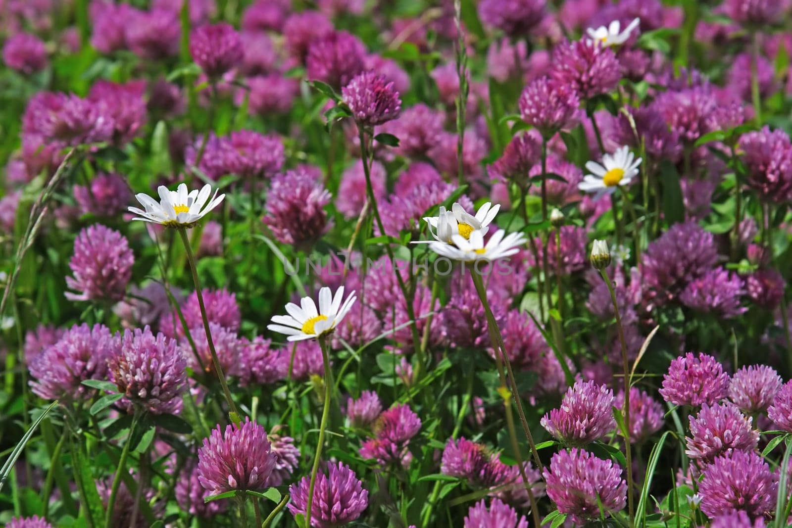 Summer meadow