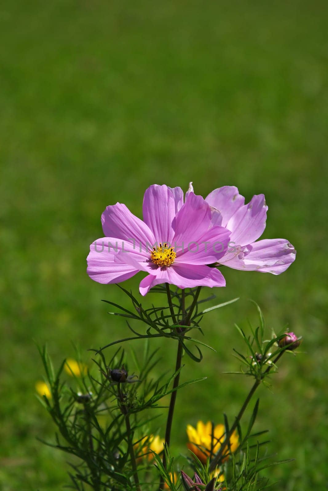 Cosmea