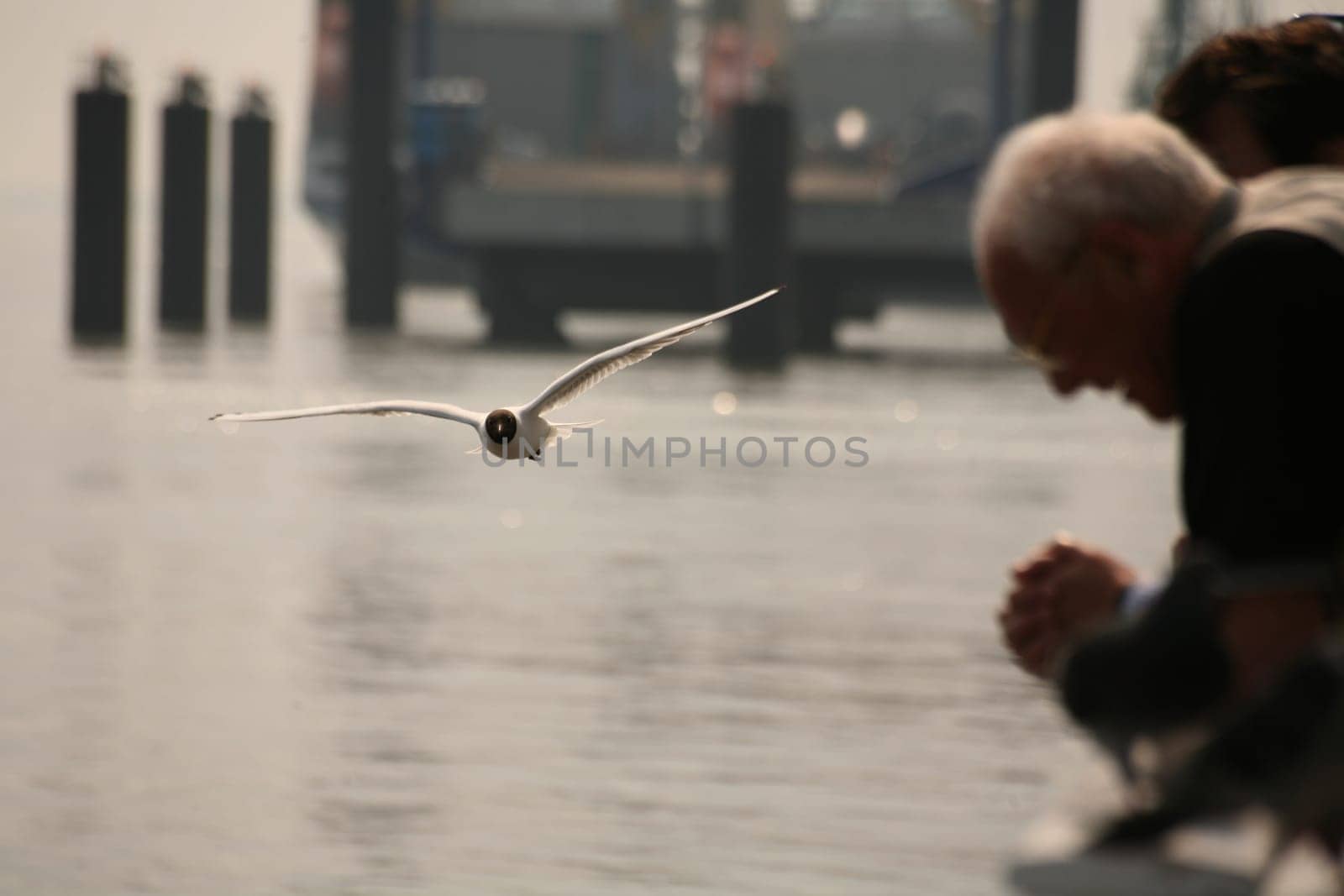 Black-headed gull flying by
