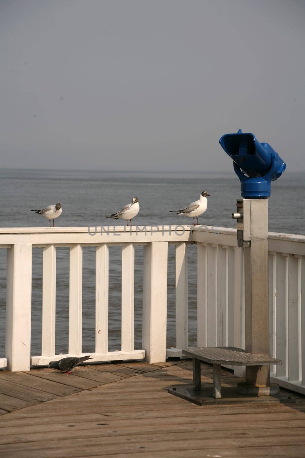 Three black-headed gulls on a wooden railing next to a coin-operated telescope at the Alte Liebe in Cuxhaven