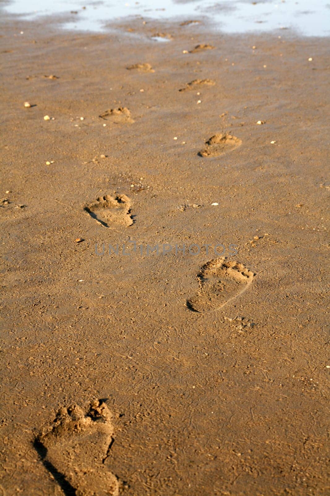 Footprints in the Wat off Cuxhaven (North Sea)