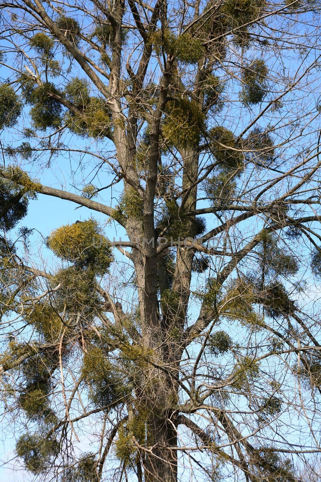 Deciduous tree very heavily infested with mistletoe