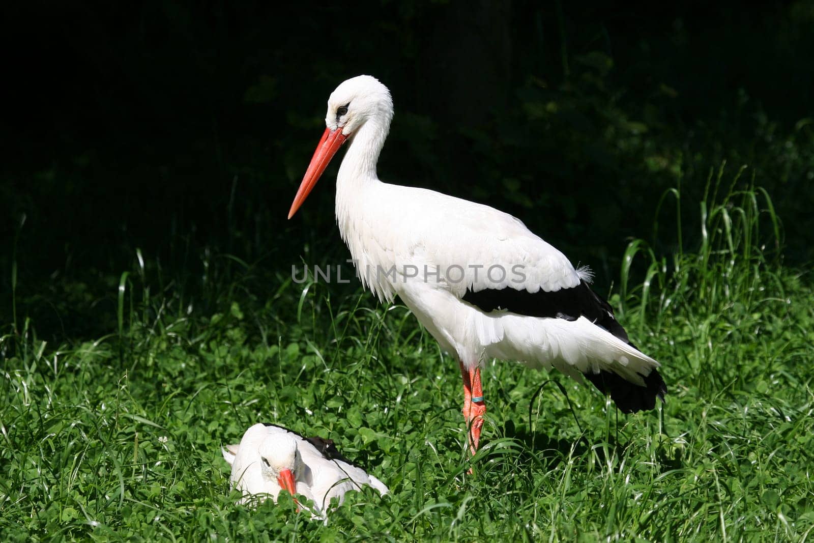 Storks 1