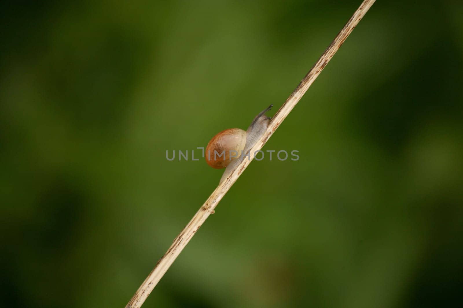 Mini snail on a stem on the way up