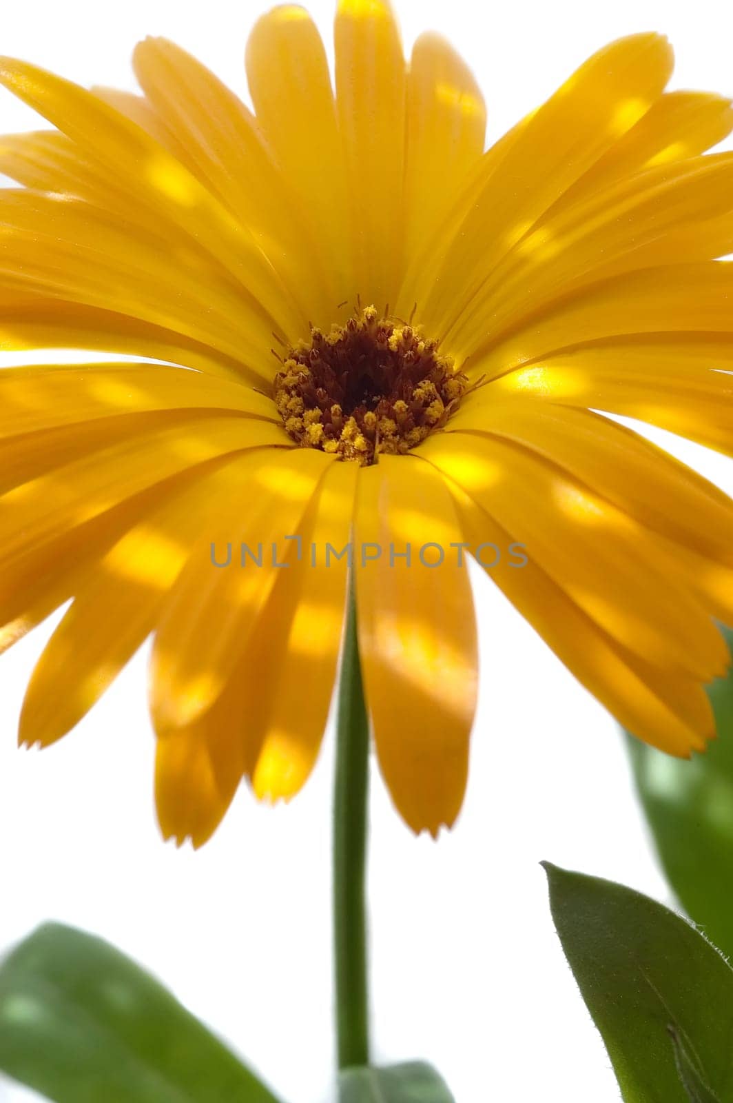 Sunshine 04