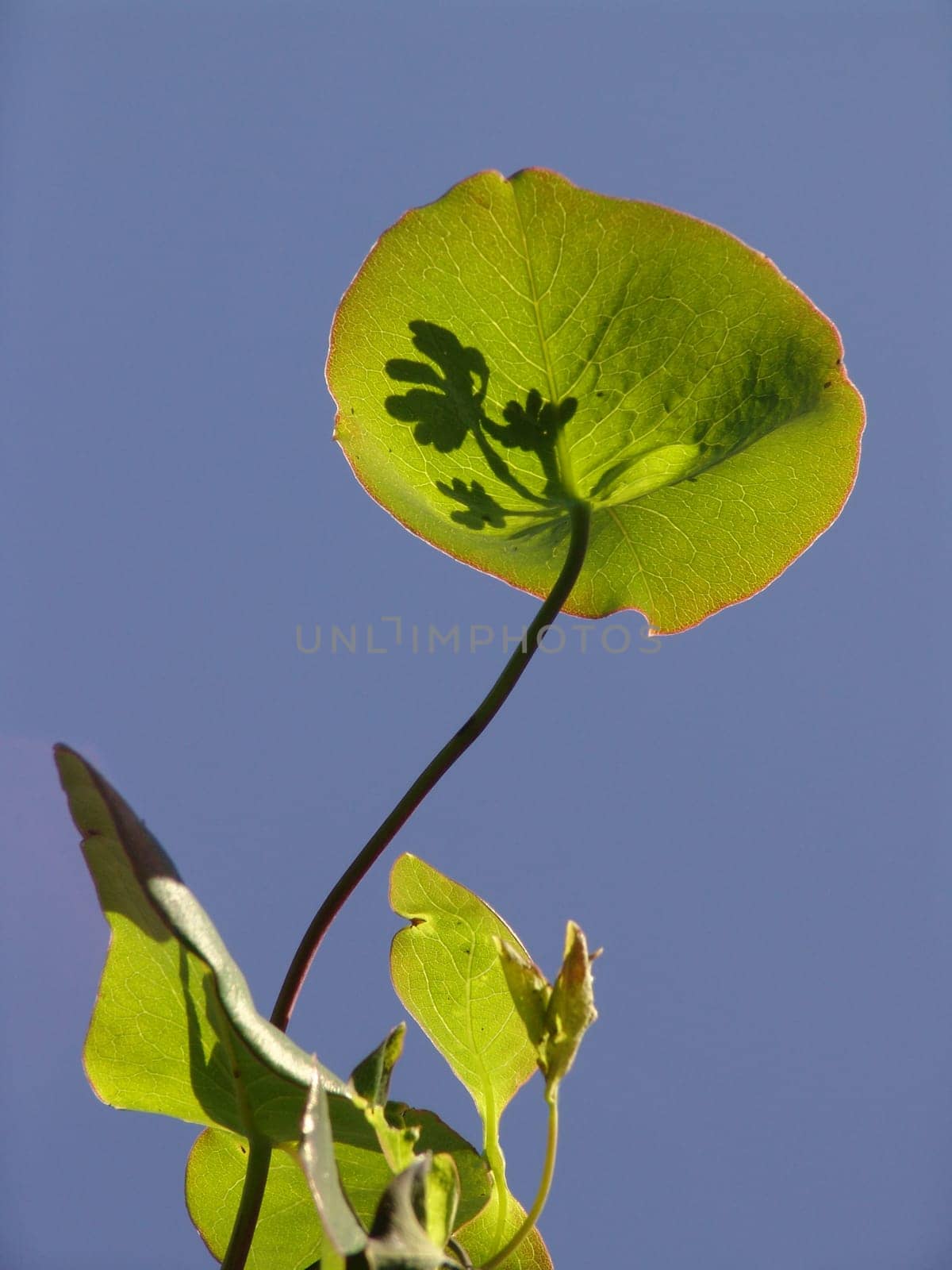 Honeysuckle