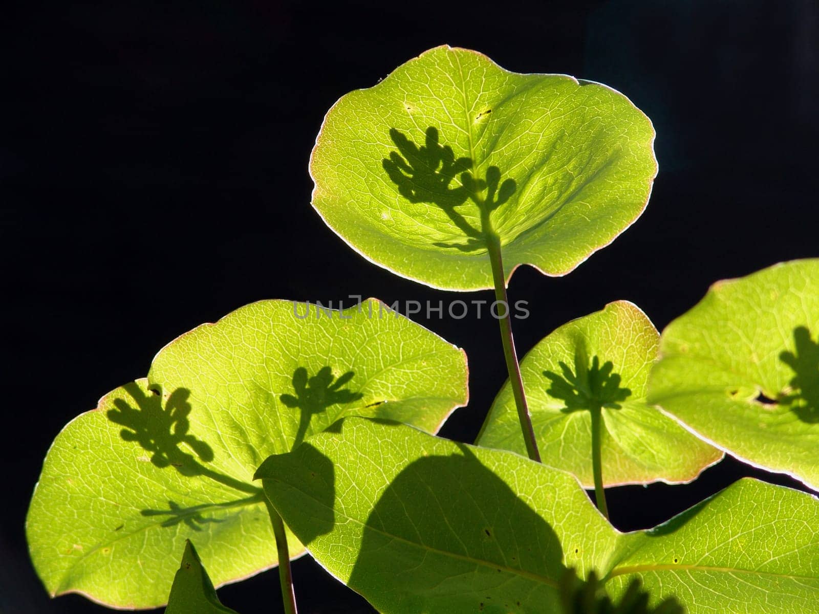Honeysuckle